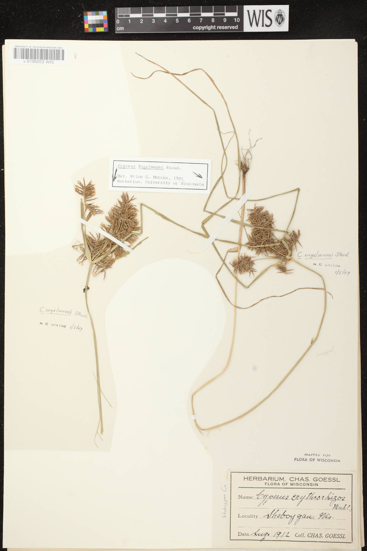 Cyperus odoratus image
