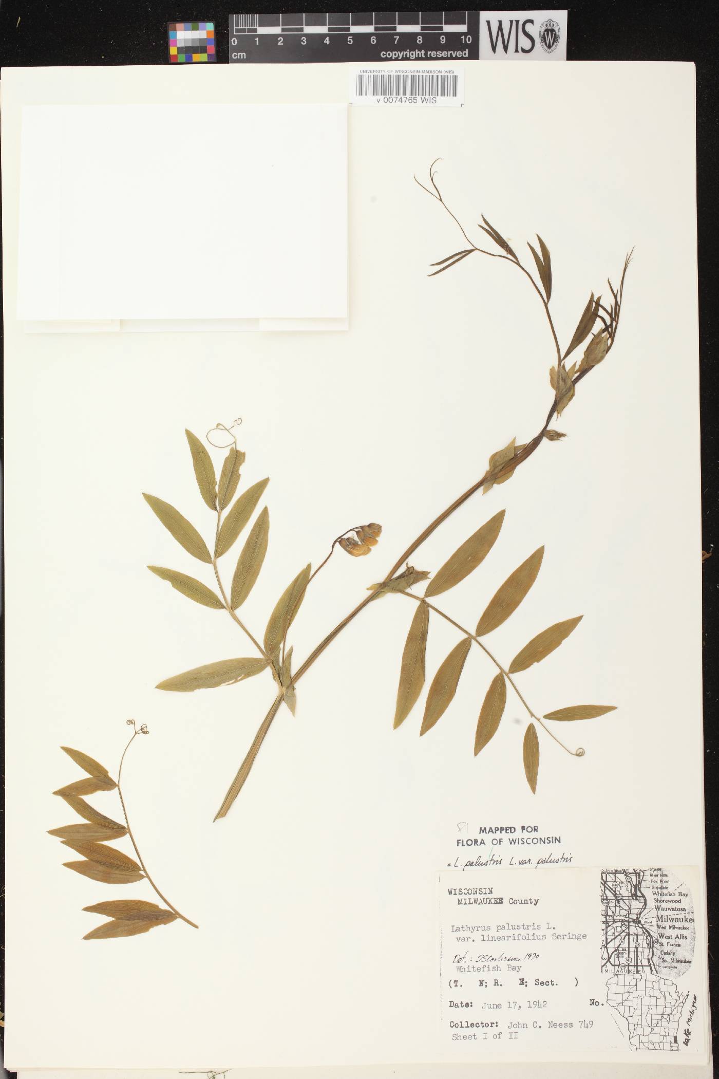 Lathyrus palustris image