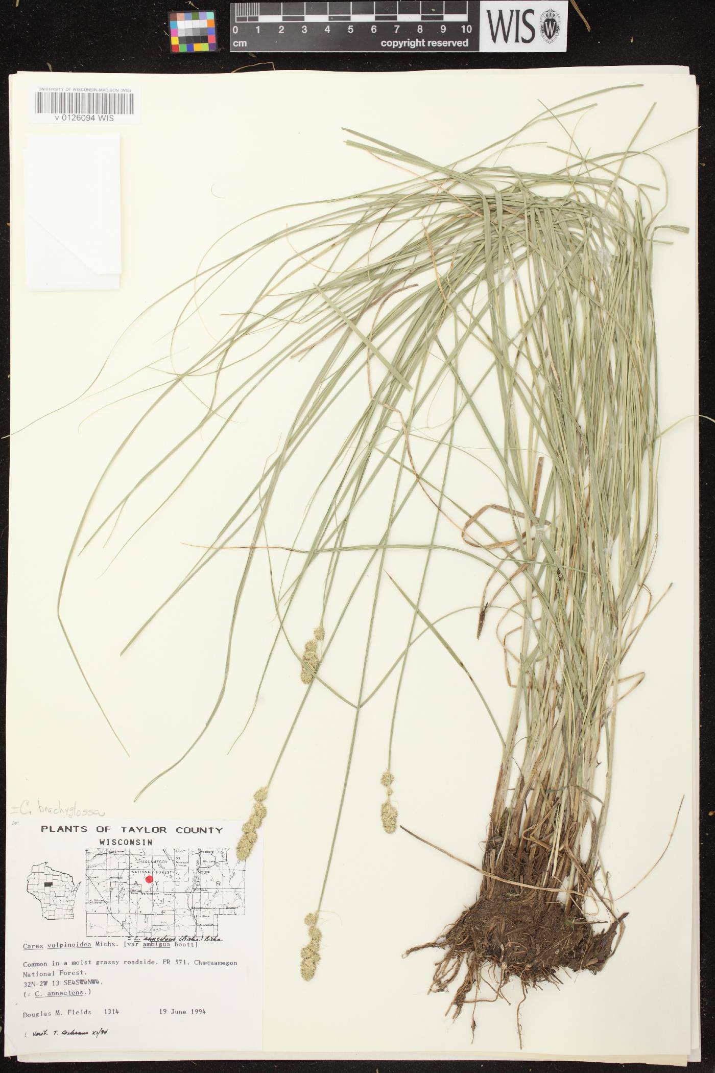 Carex annectens image