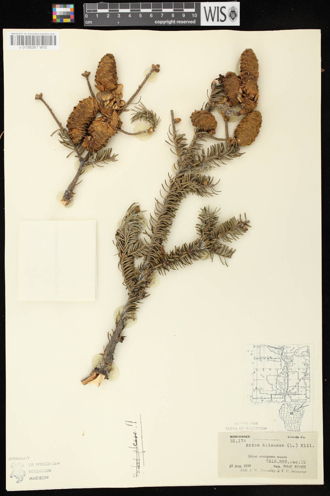 Abies balsamea image