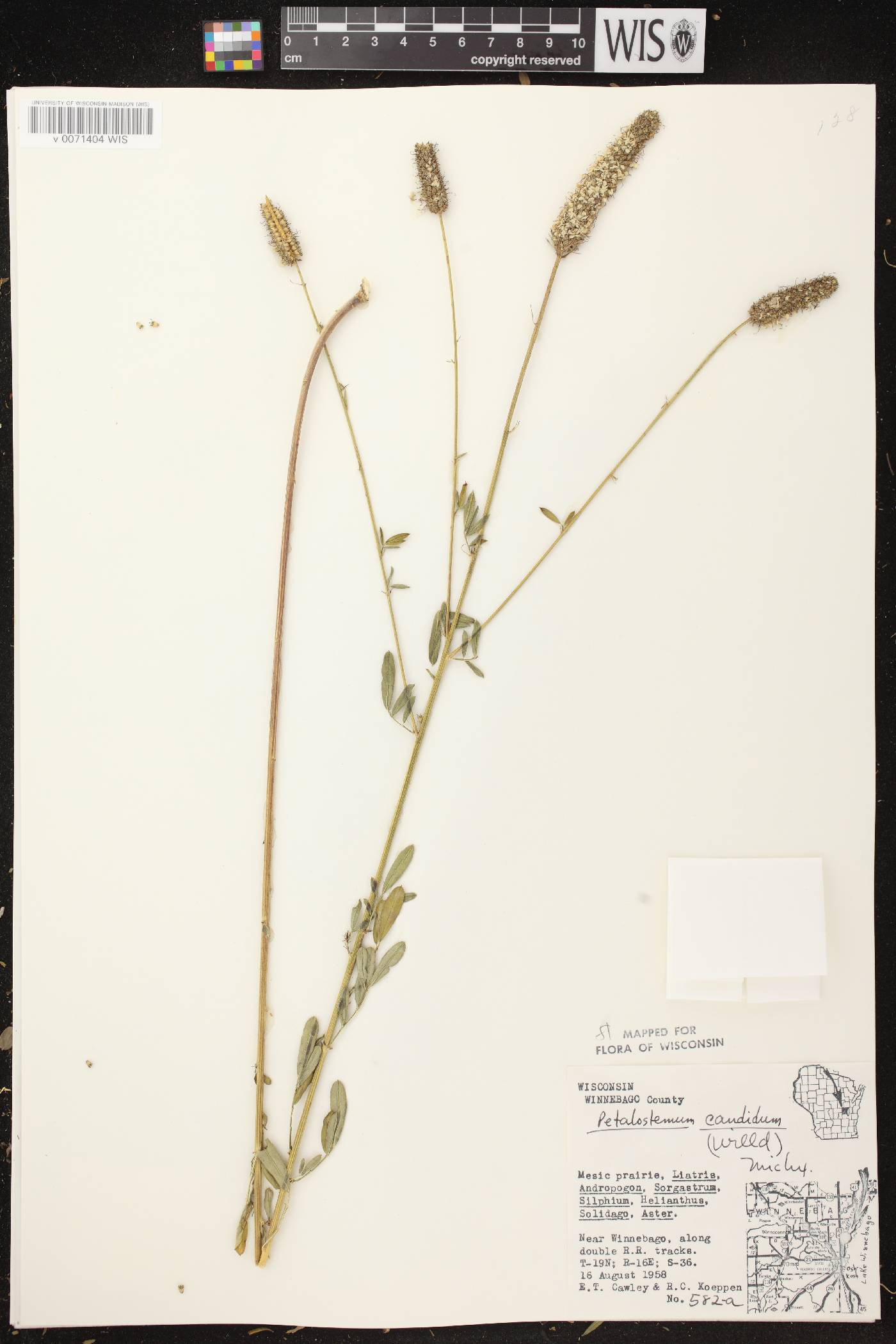 Dalea candida image
