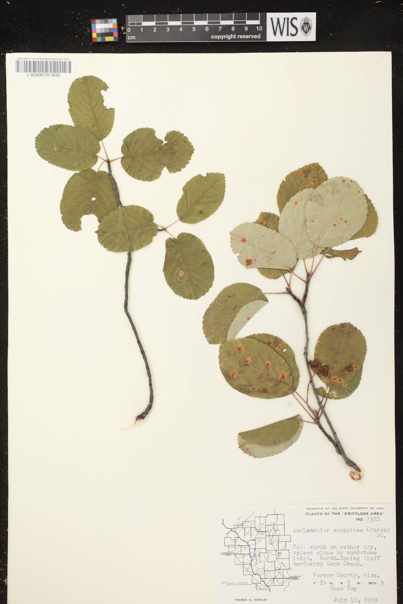 Amelanchier sanguinea image