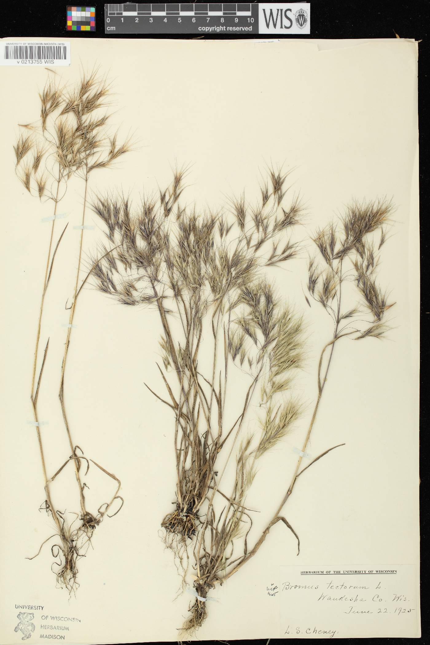 Bromus tectorum image