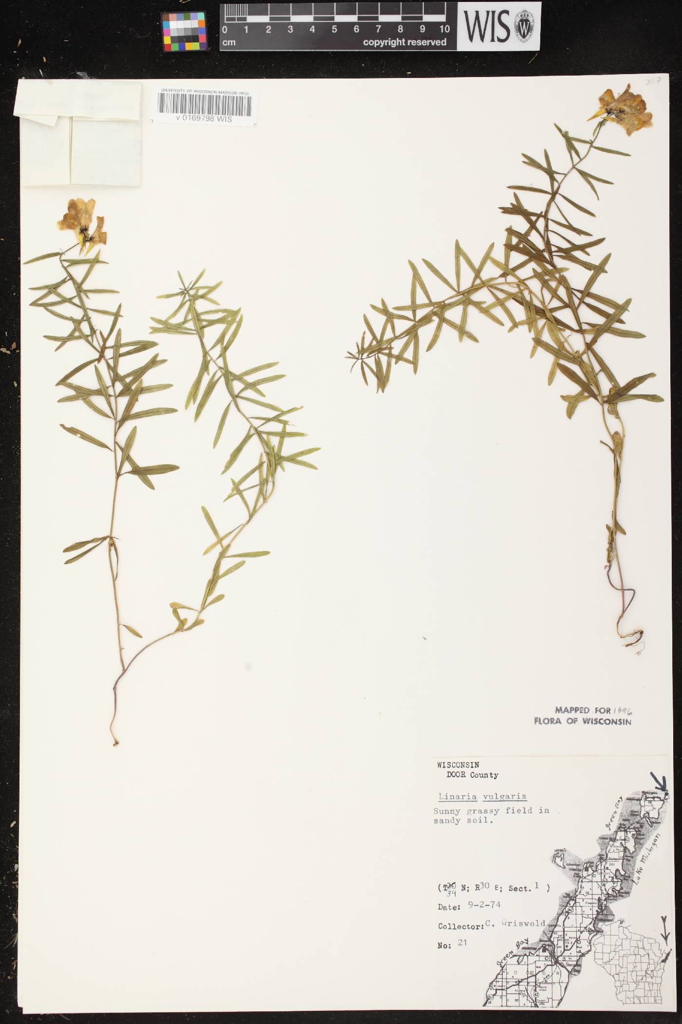 Linaria vulgaris image