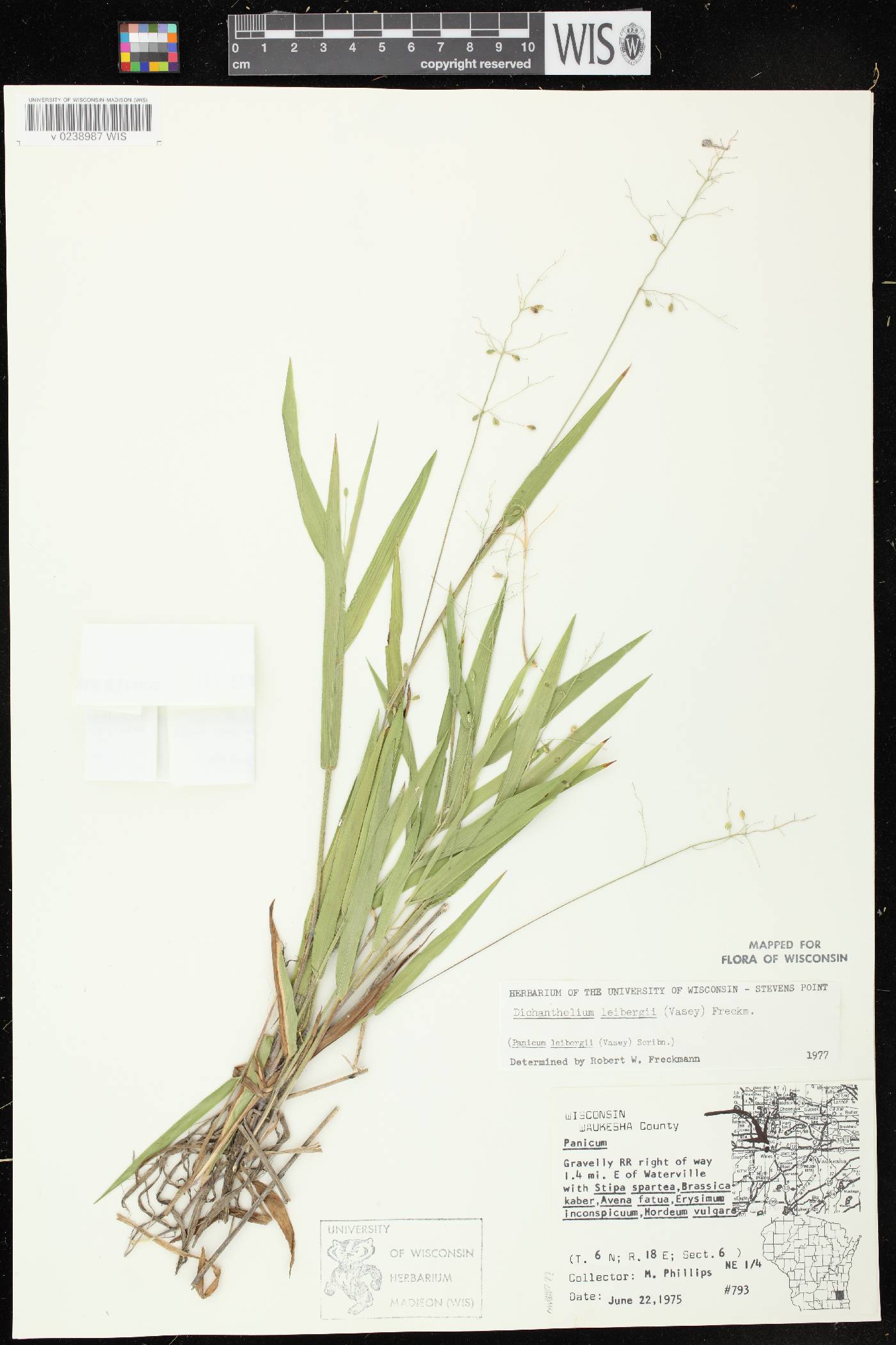 Dichanthelium leibergii image