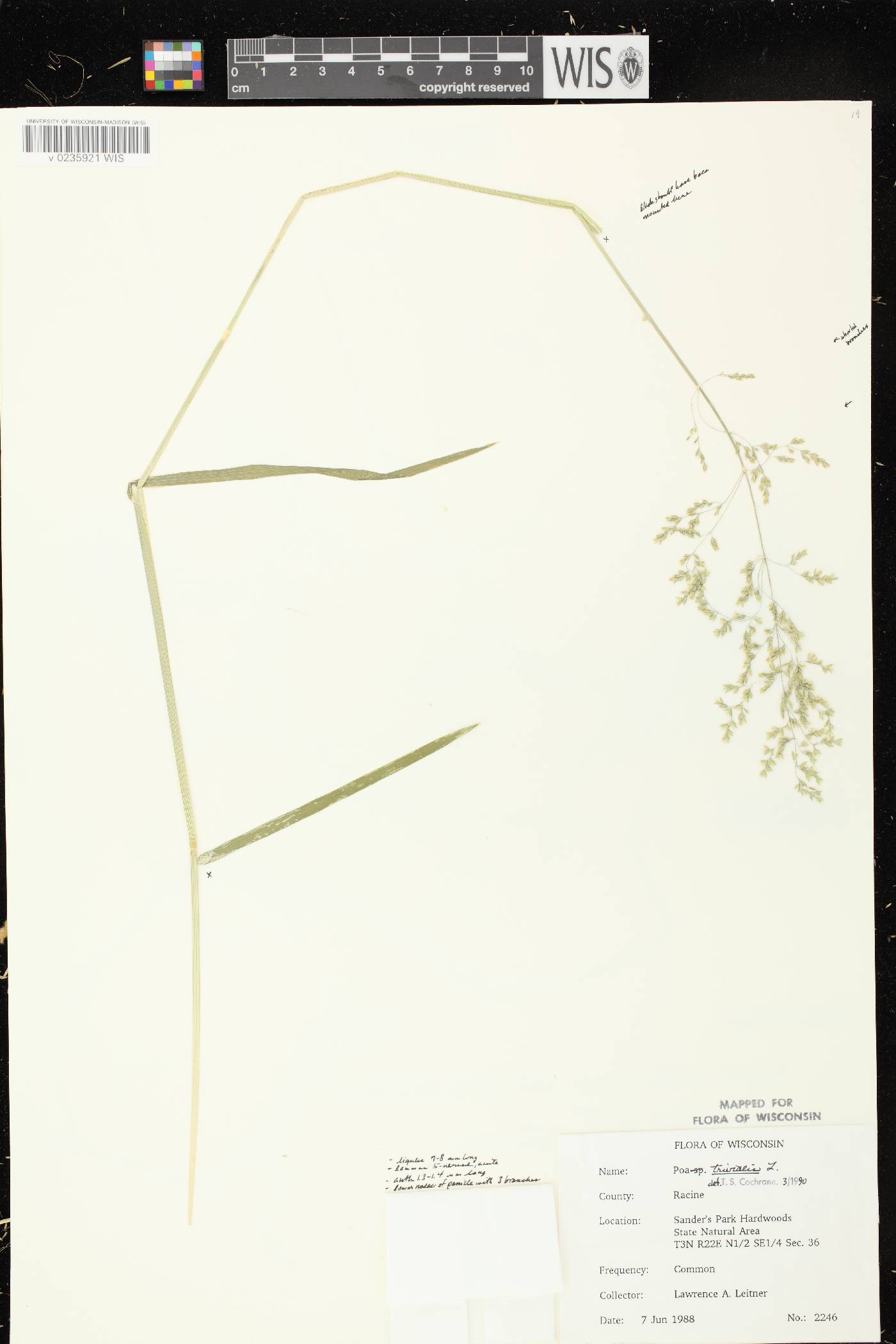 Poa trivialis image