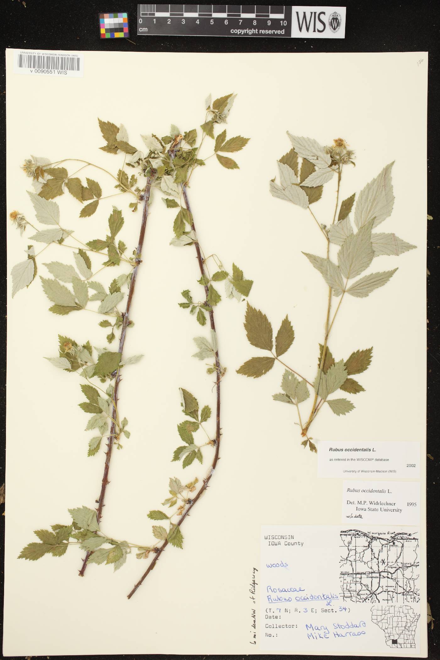 Rubus occidentalis image