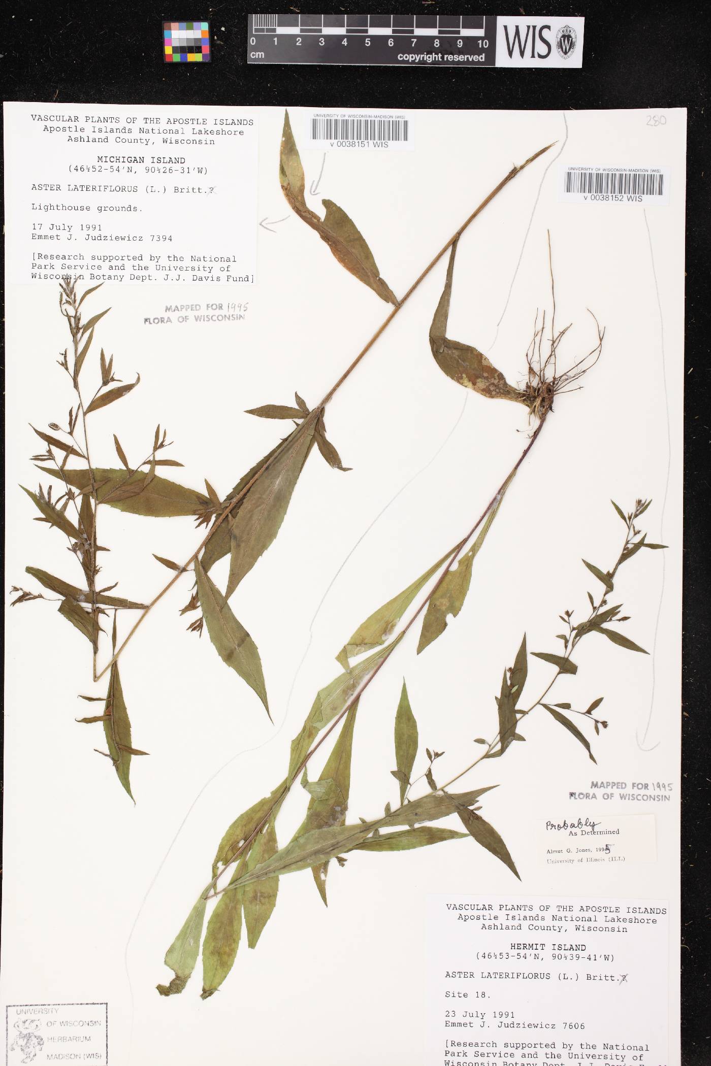Symphyotrichum lateriflorum image