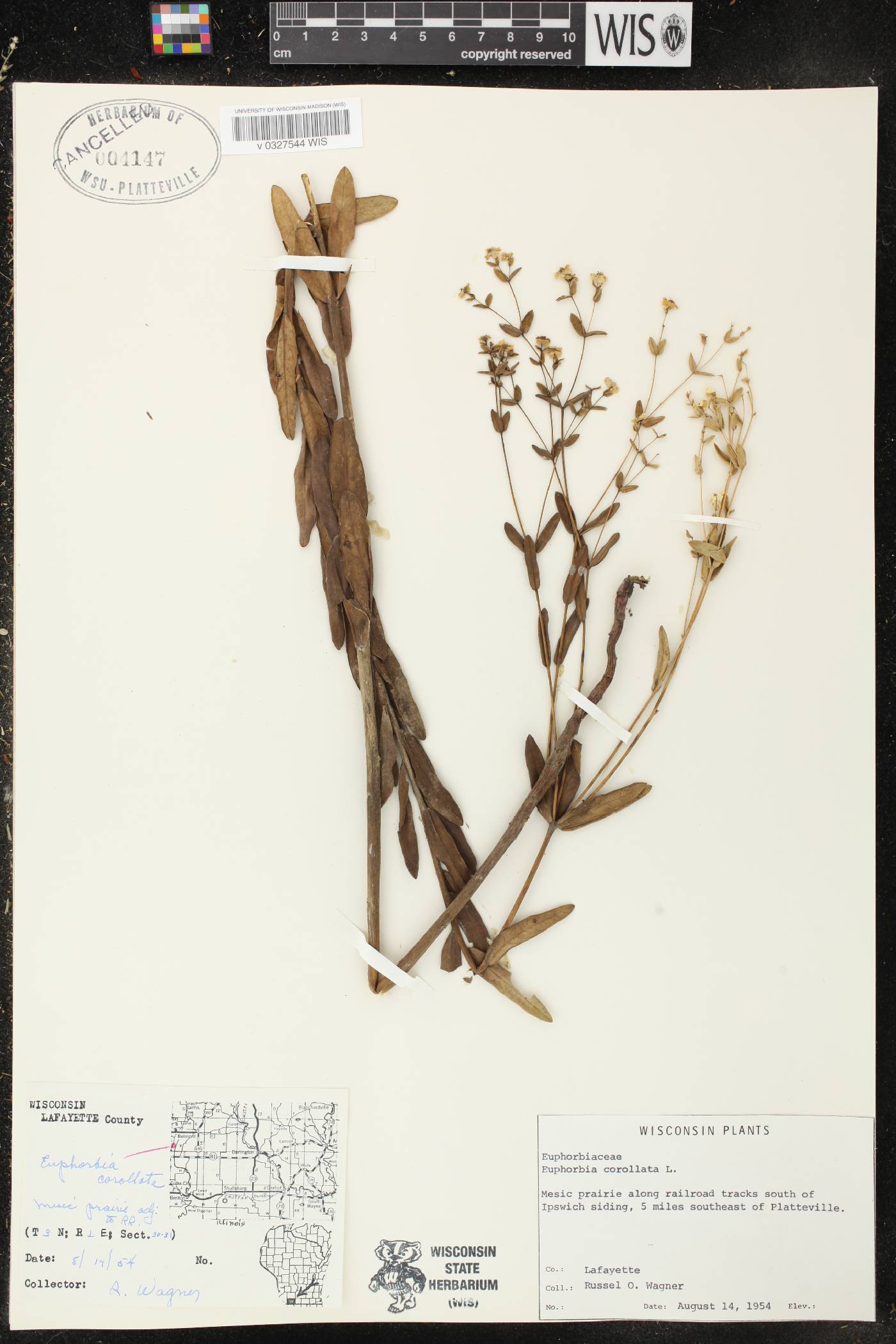 Euphorbia corollata image