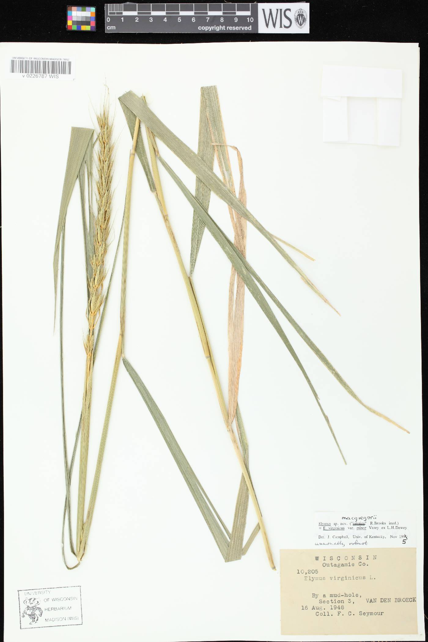 Elymus macgregorii image