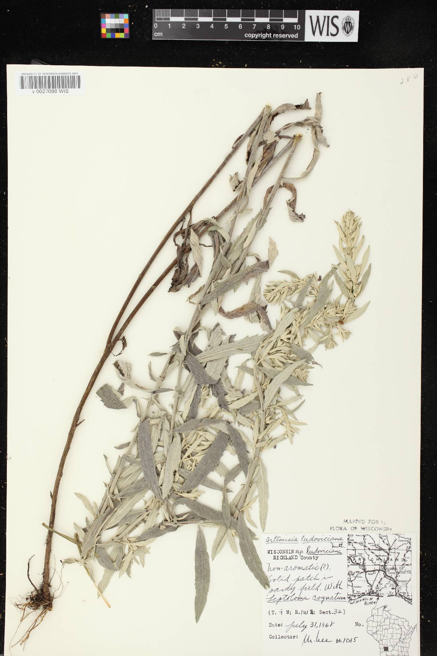Artemisia ludoviciana image