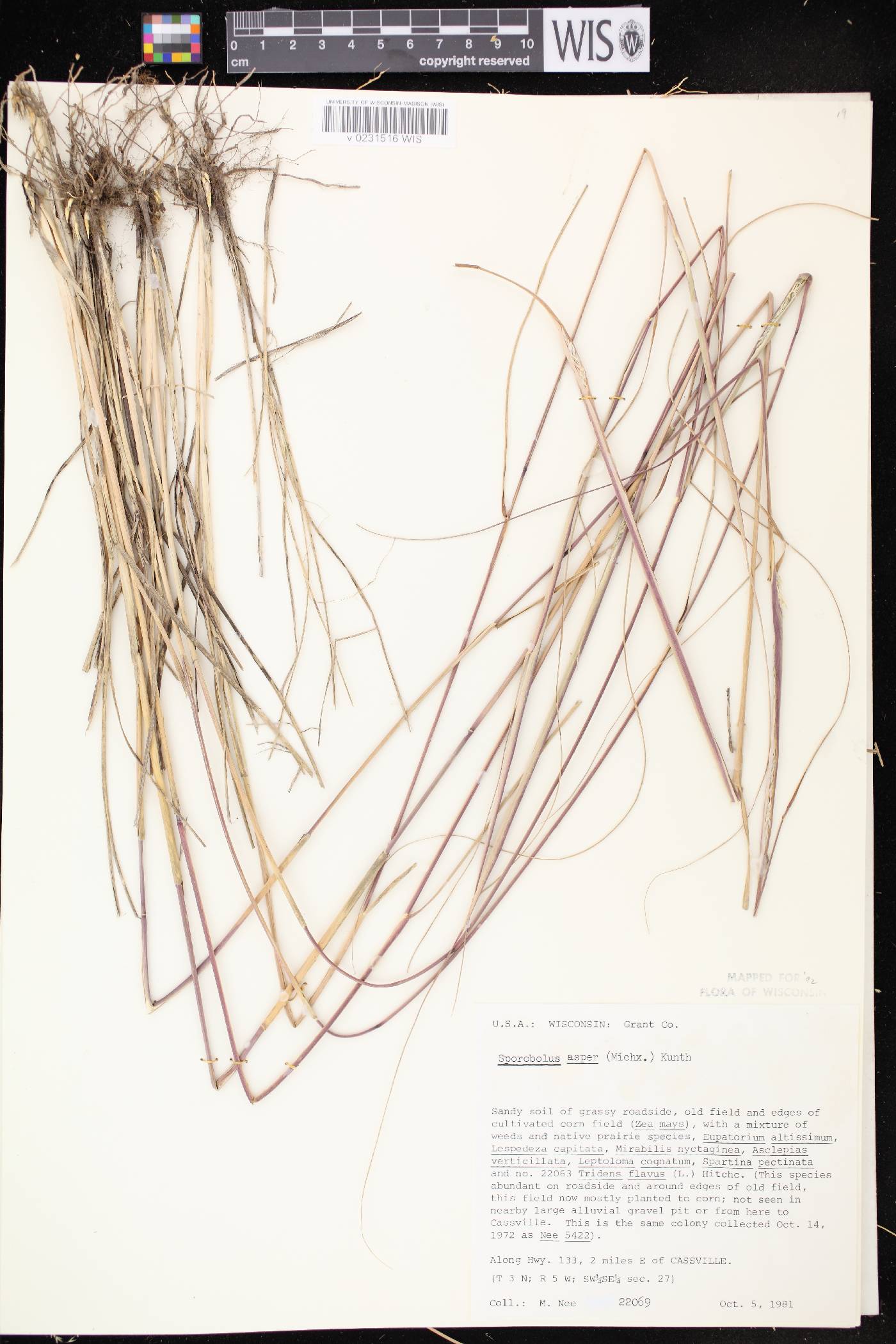 Sporobolus compositus var. compositus image