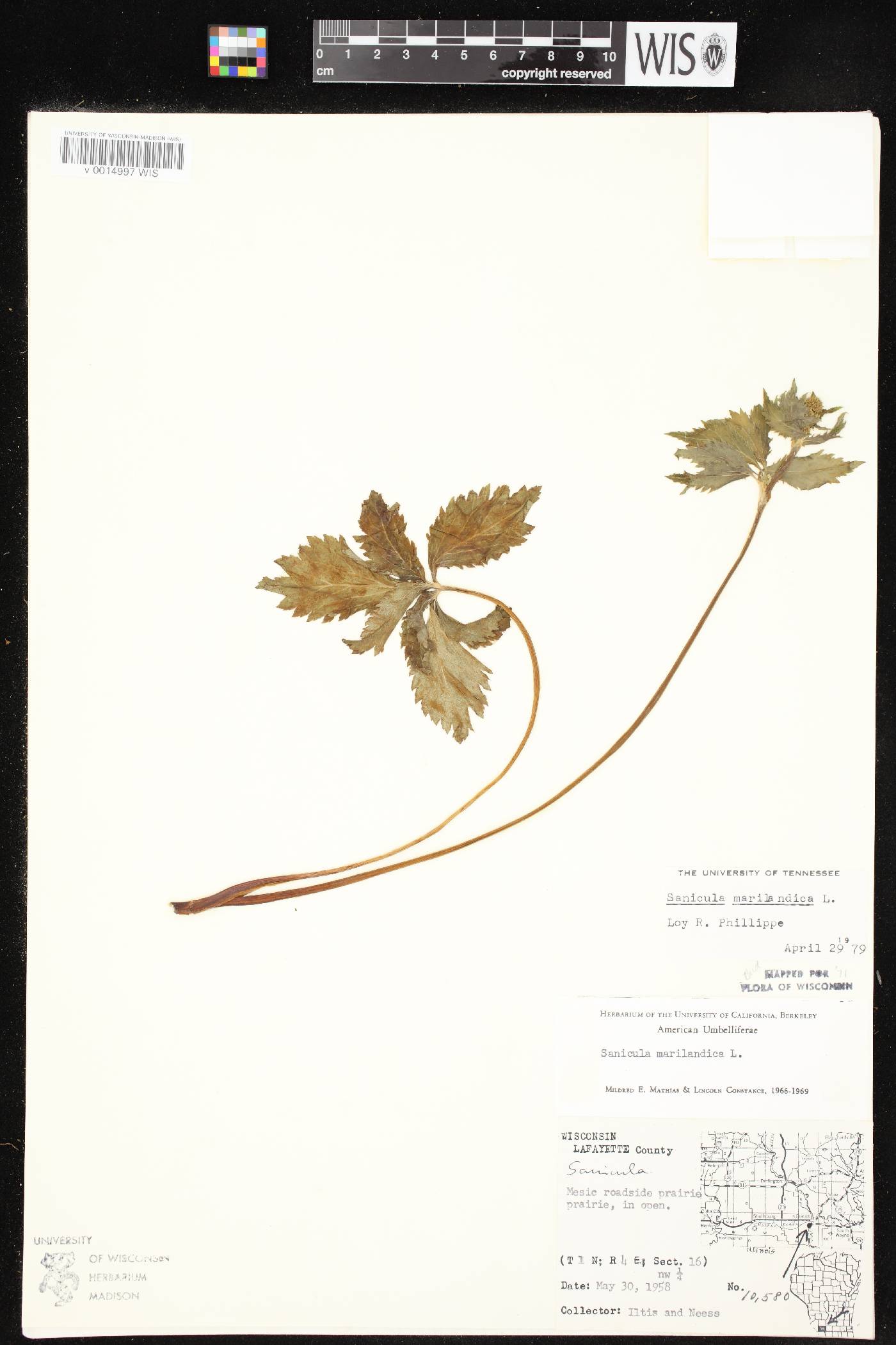 Sanicula marilandica image