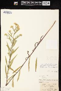 Image of Symphyotrichum boreale x s. lanceolatum var. hesperium