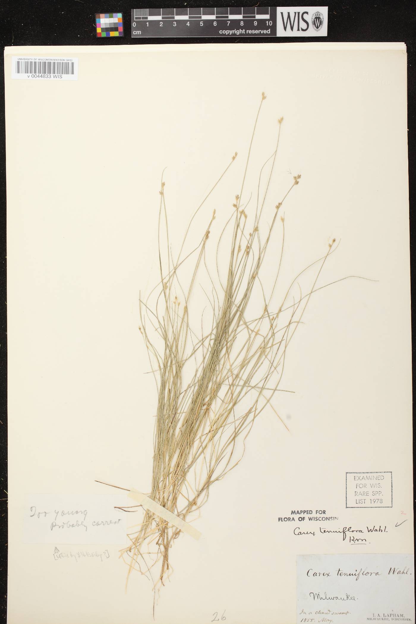 Carex tenuiflora image