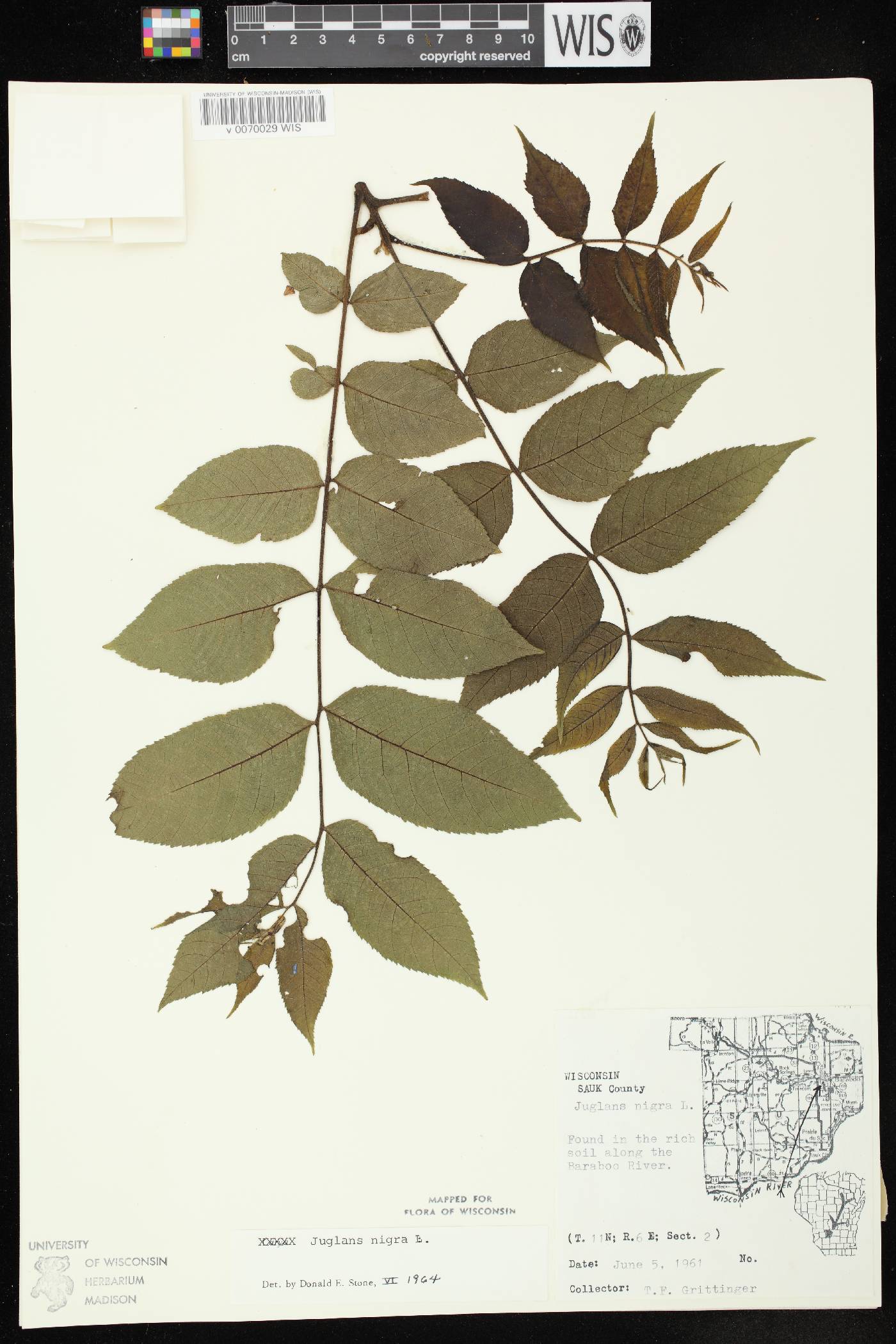 Juglans nigra image