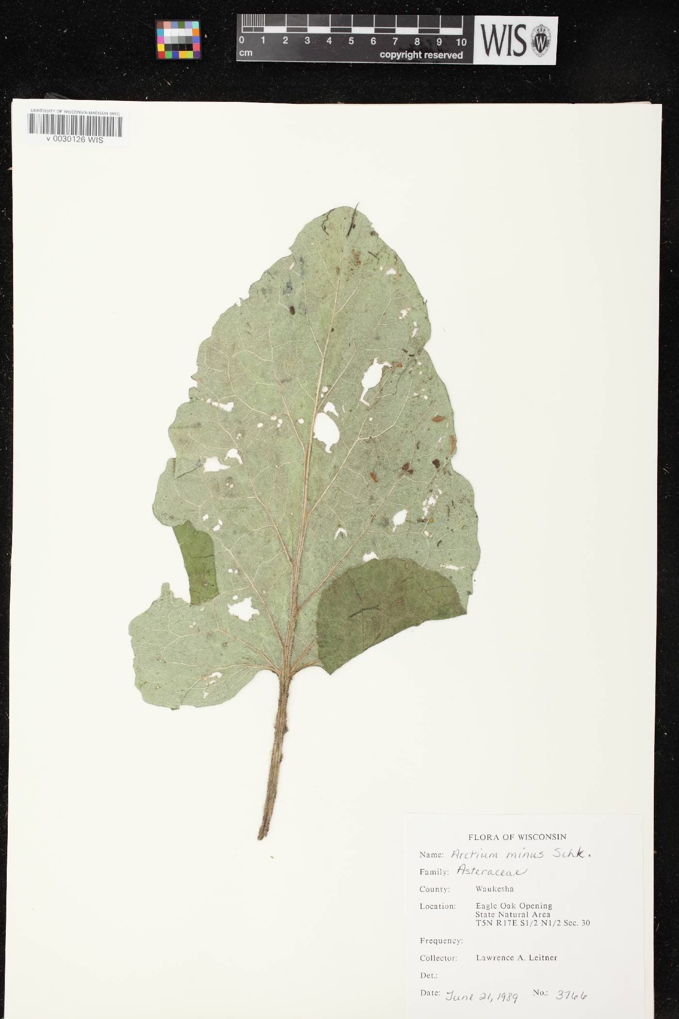 Arctium minus image