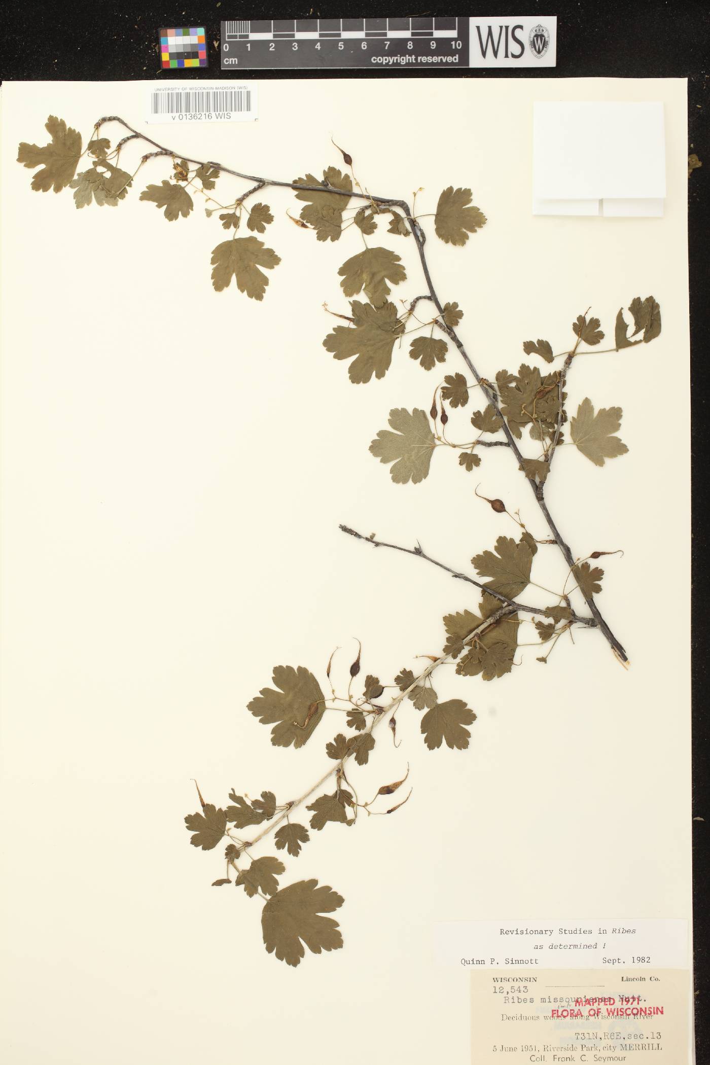 Ribes missouriense image