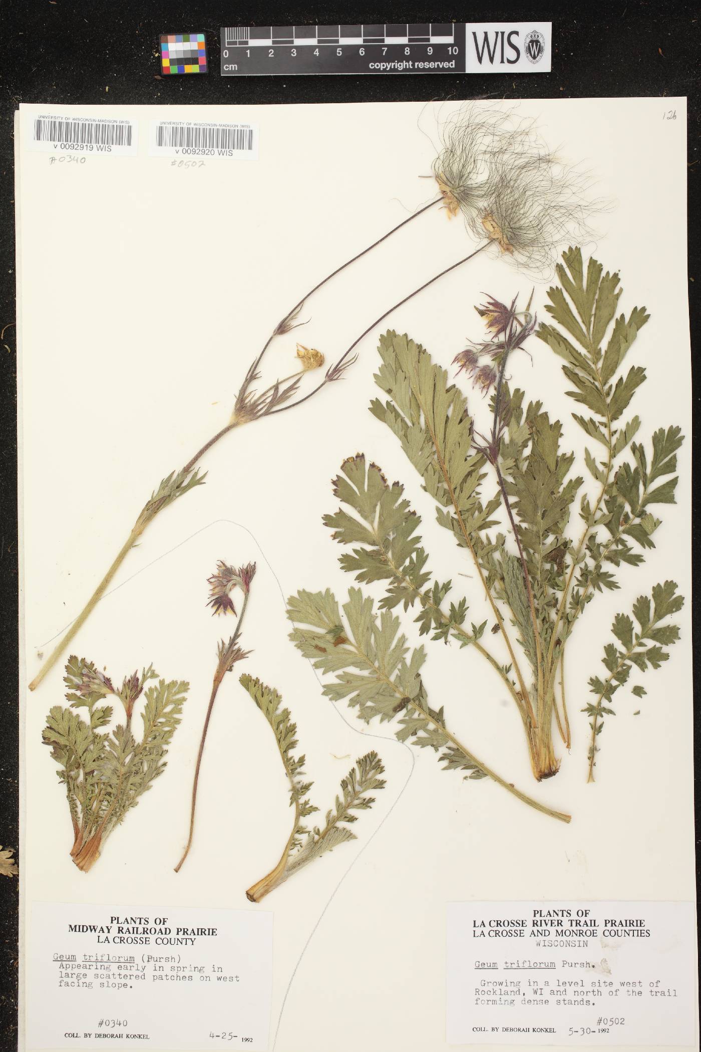 Geum triflorum var. triflorum image
