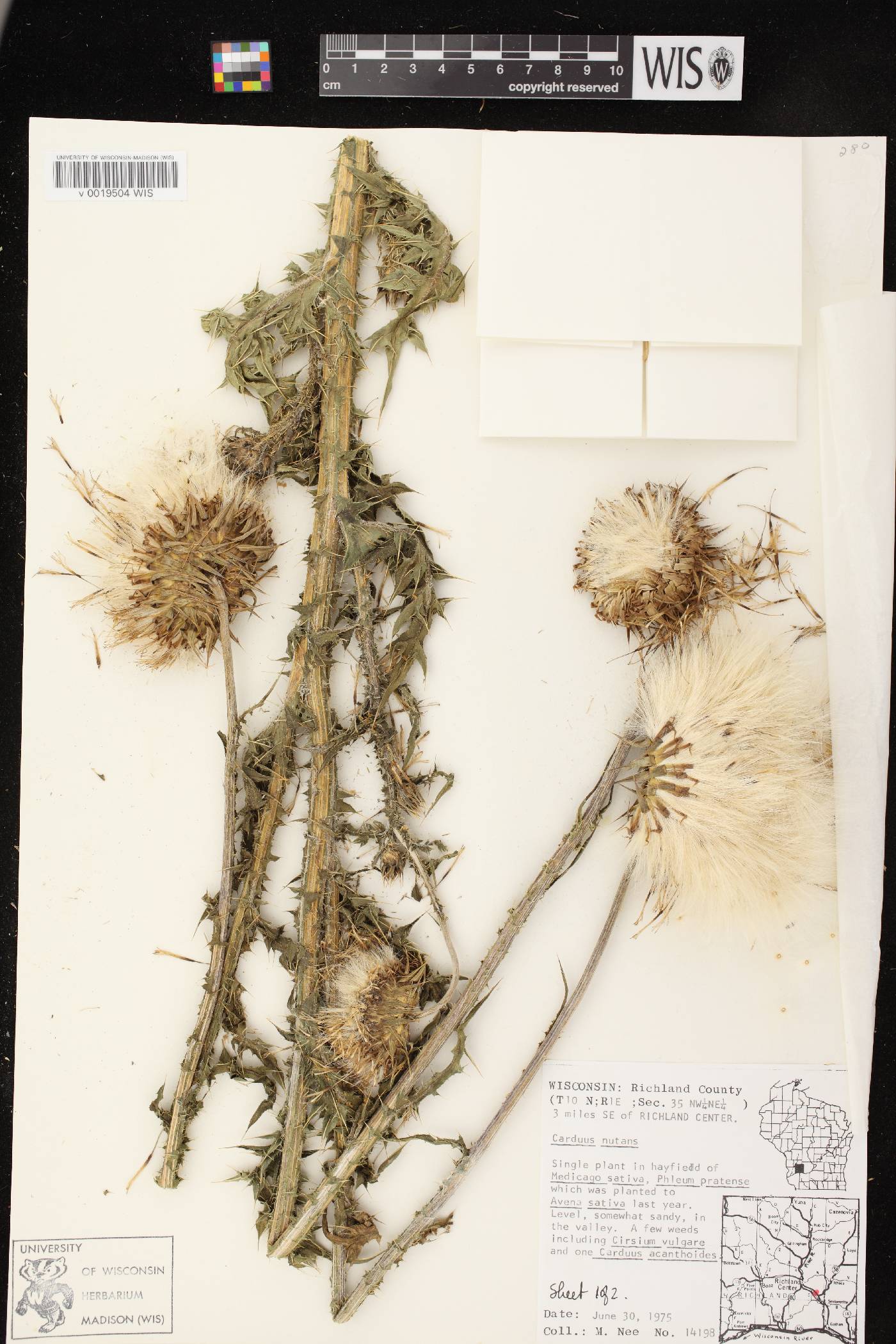 Carduus nutans image