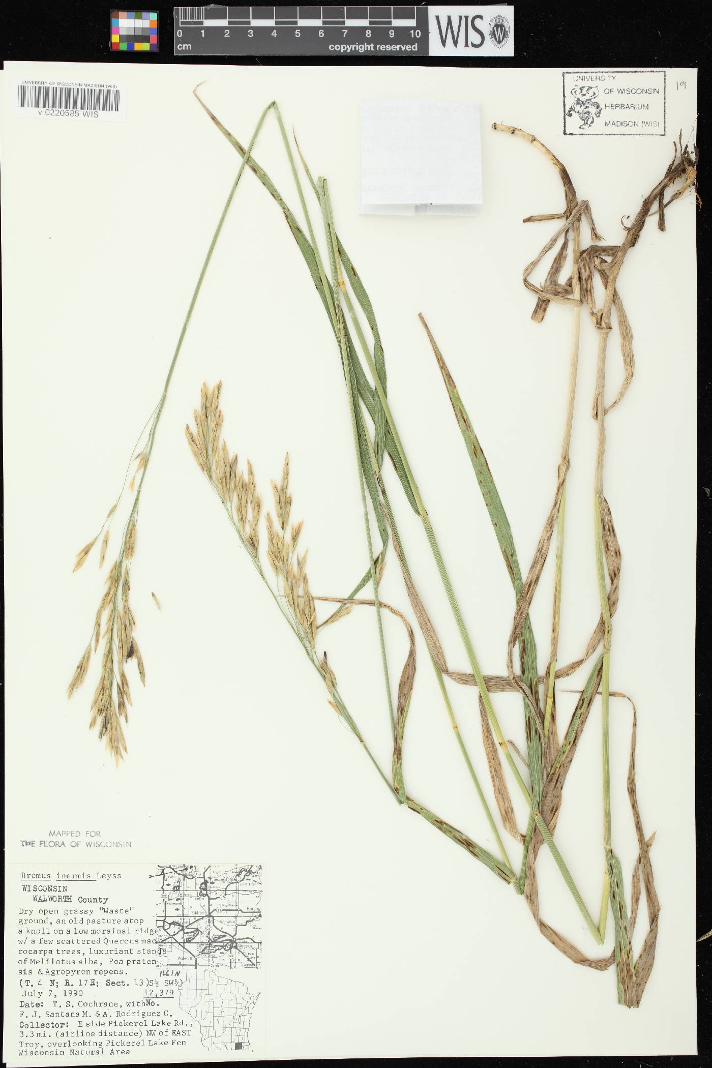 Bromus inermis image