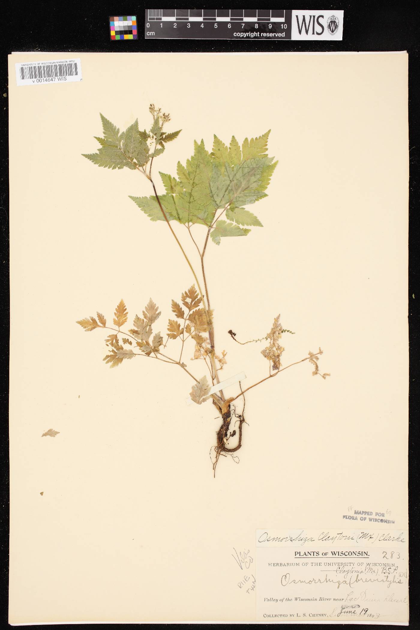 Osmorhiza claytonii image