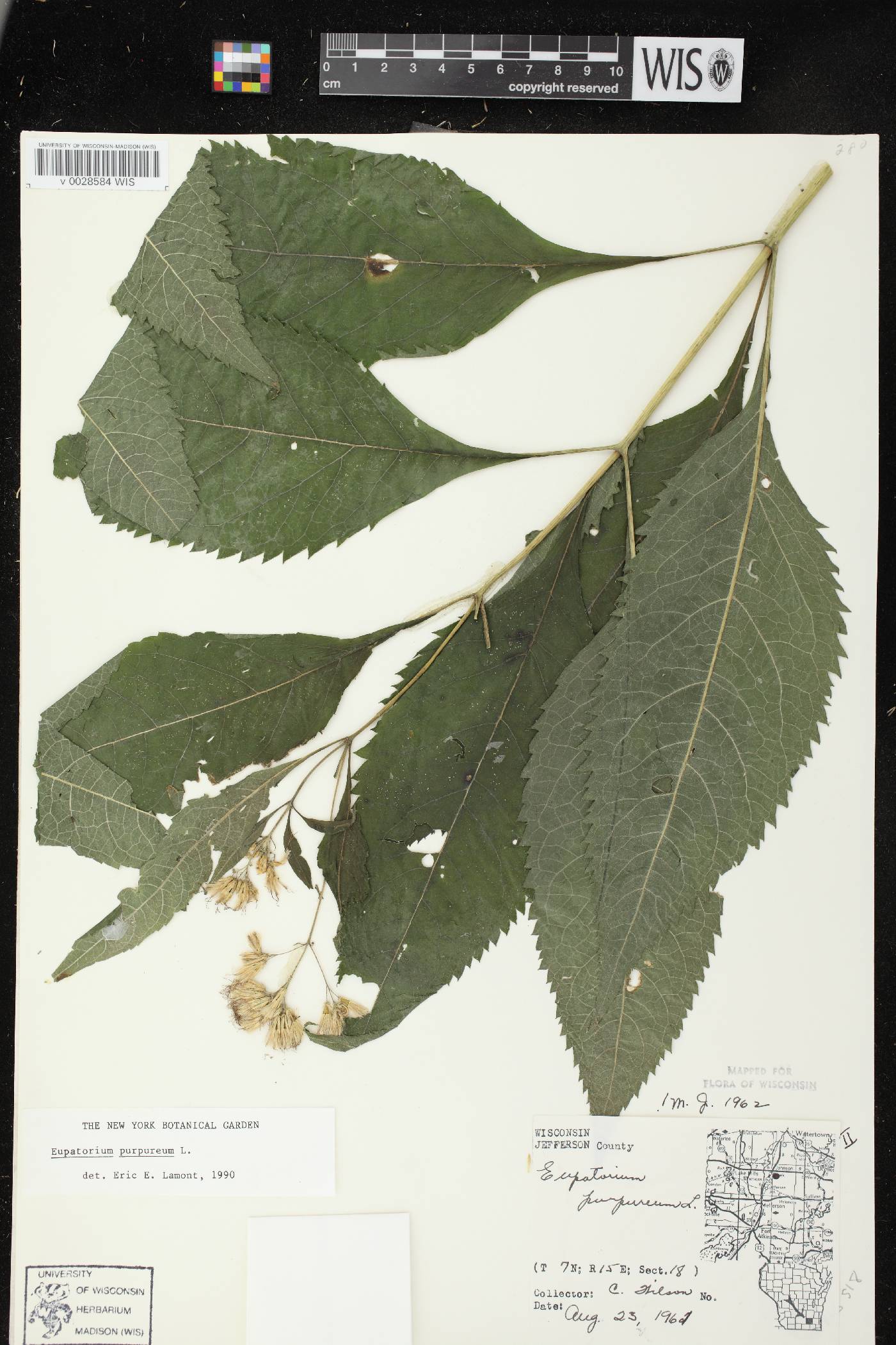Eutrochium purpureum image