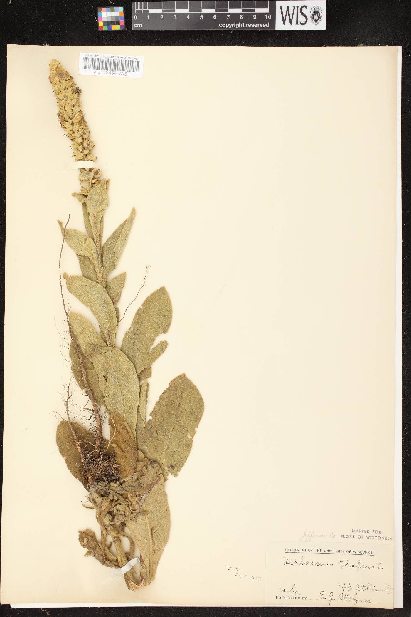Verbascum thapsus image