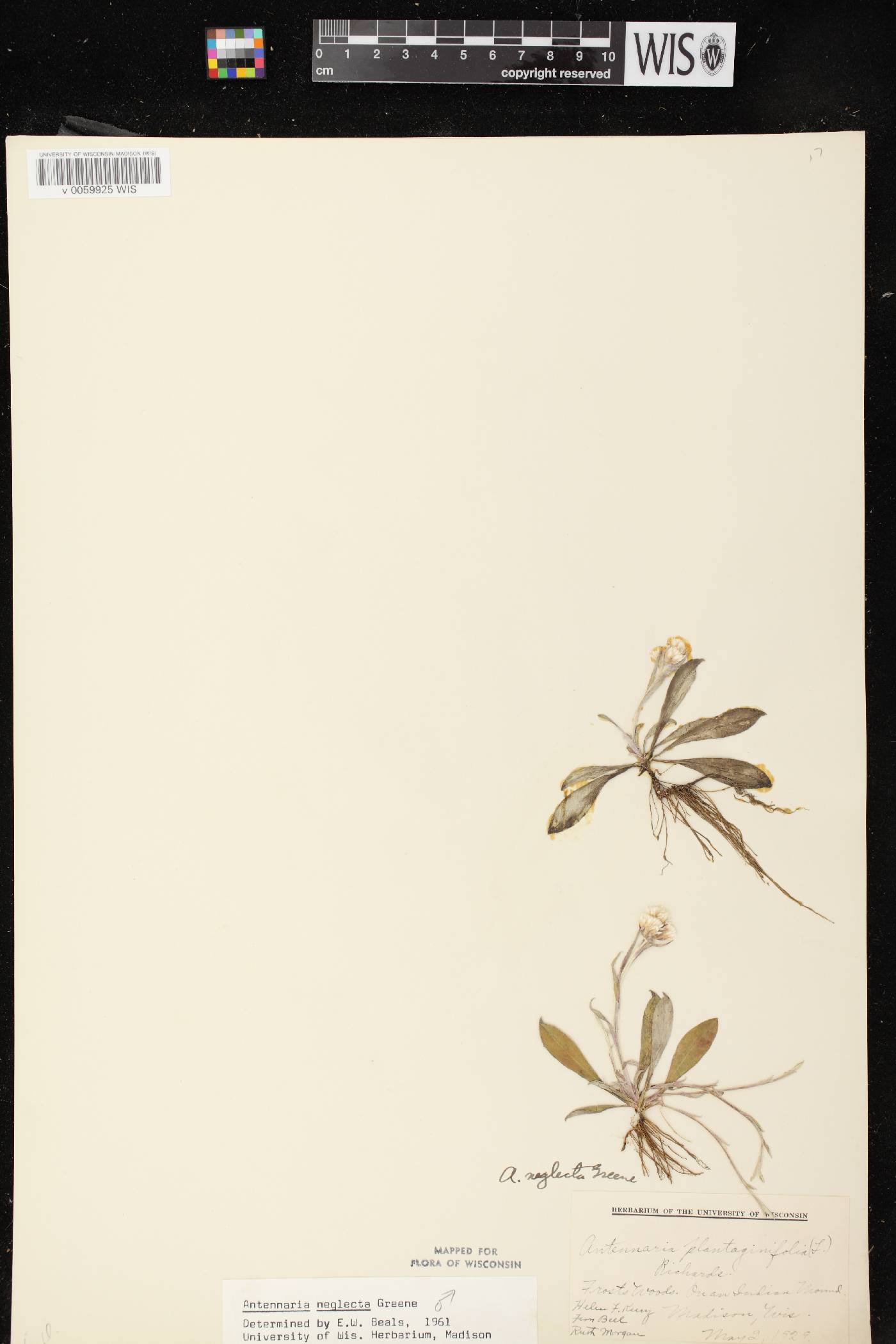 Antennaria neglecta image