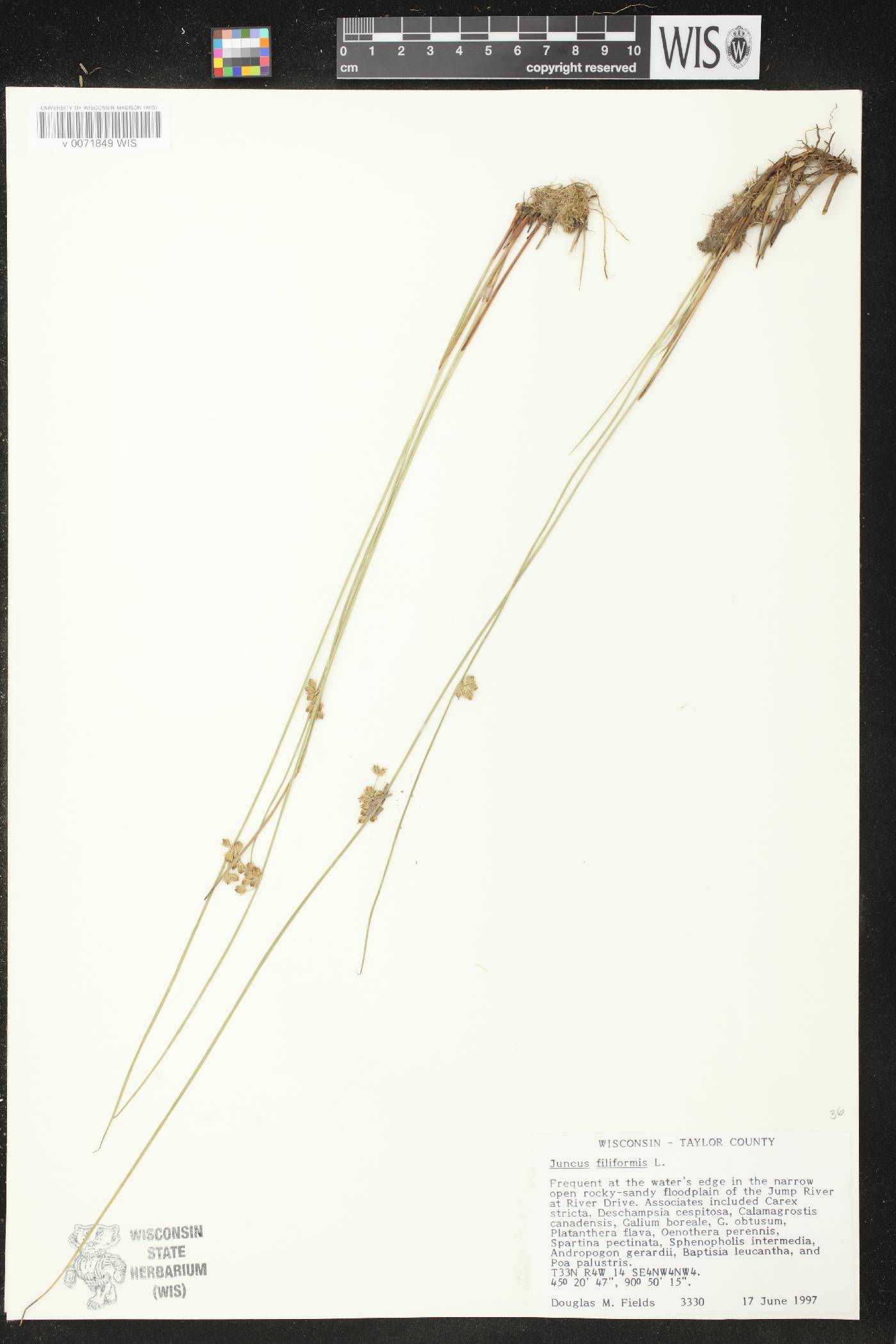 Juncus filiformis image