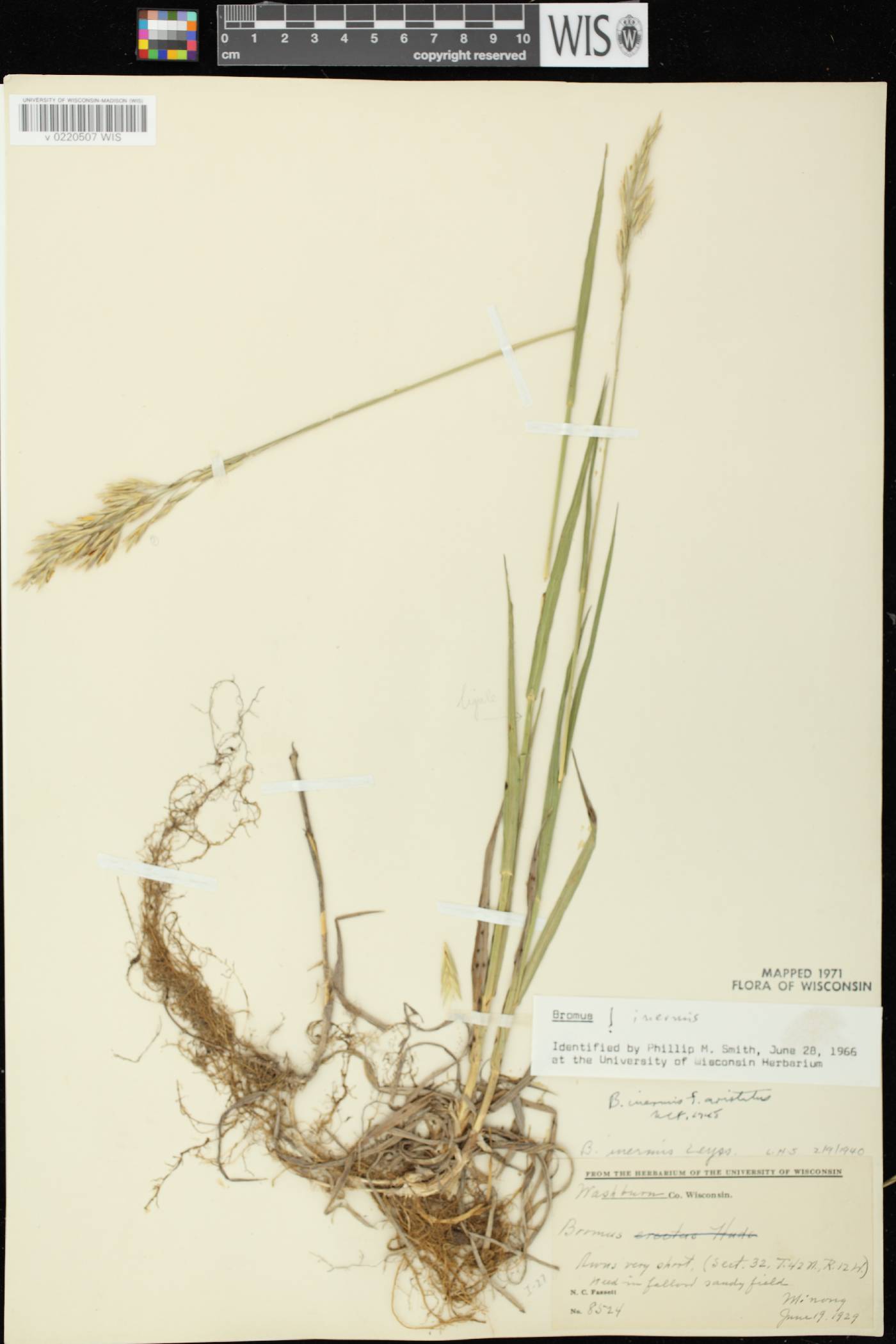Bromus inermis image