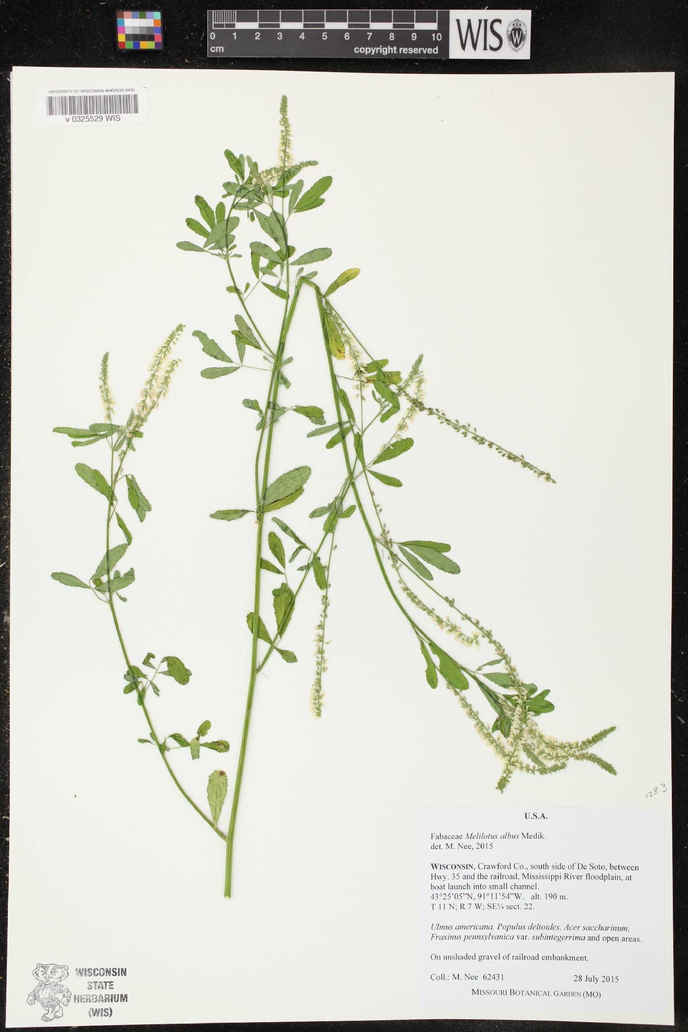 Melilotus albus image
