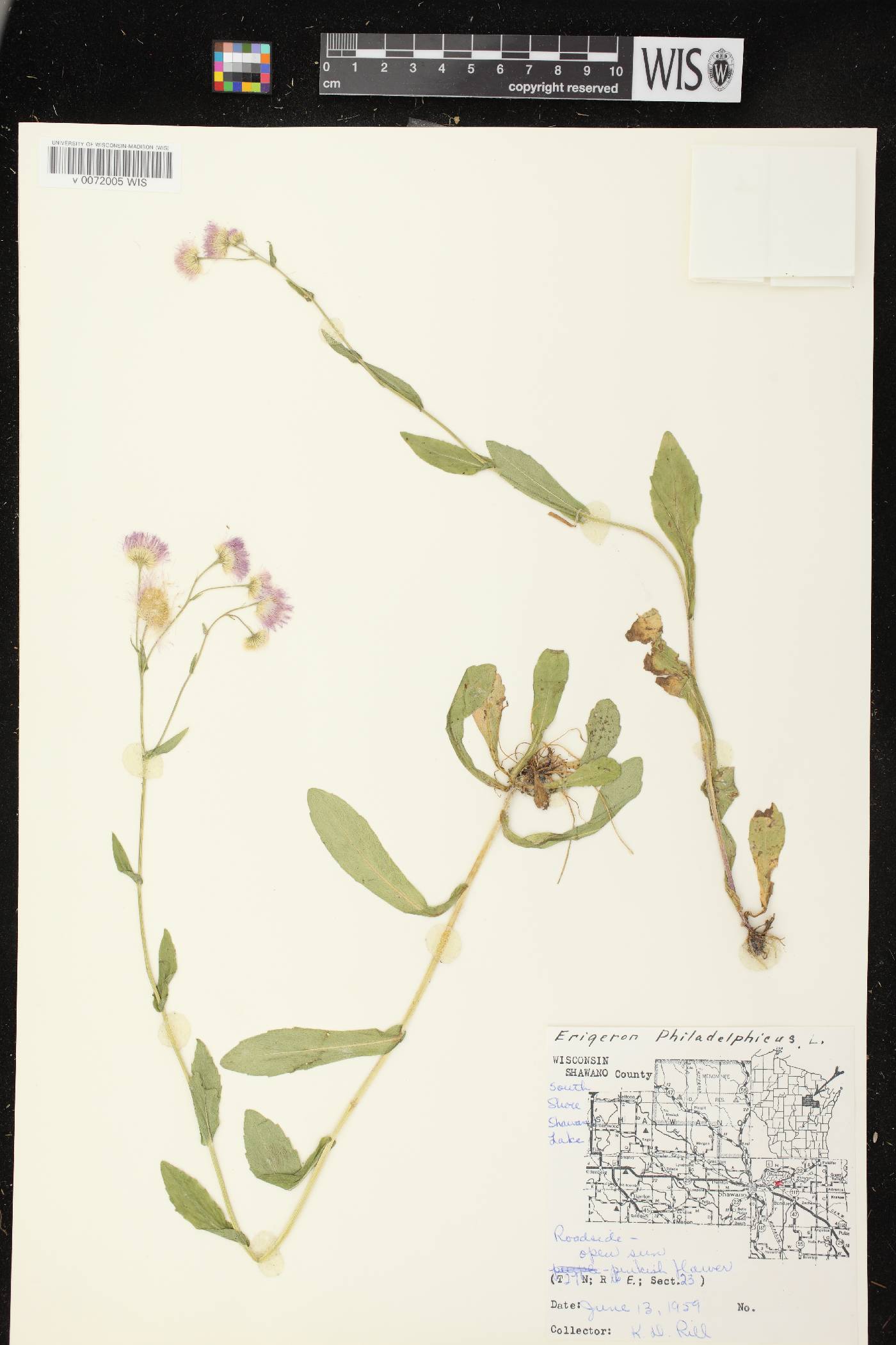 Erigeron philadelphicus var. philadelphicus image