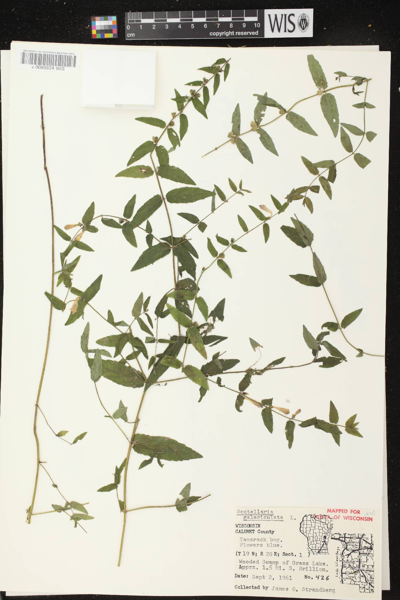 Scutellaria galericulata image
