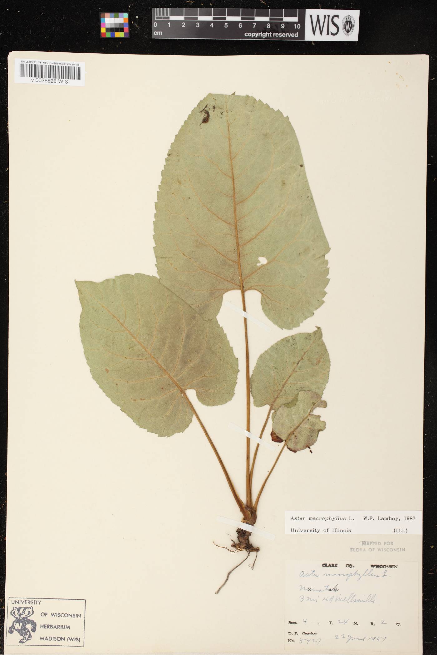Eurybia macrophylla image