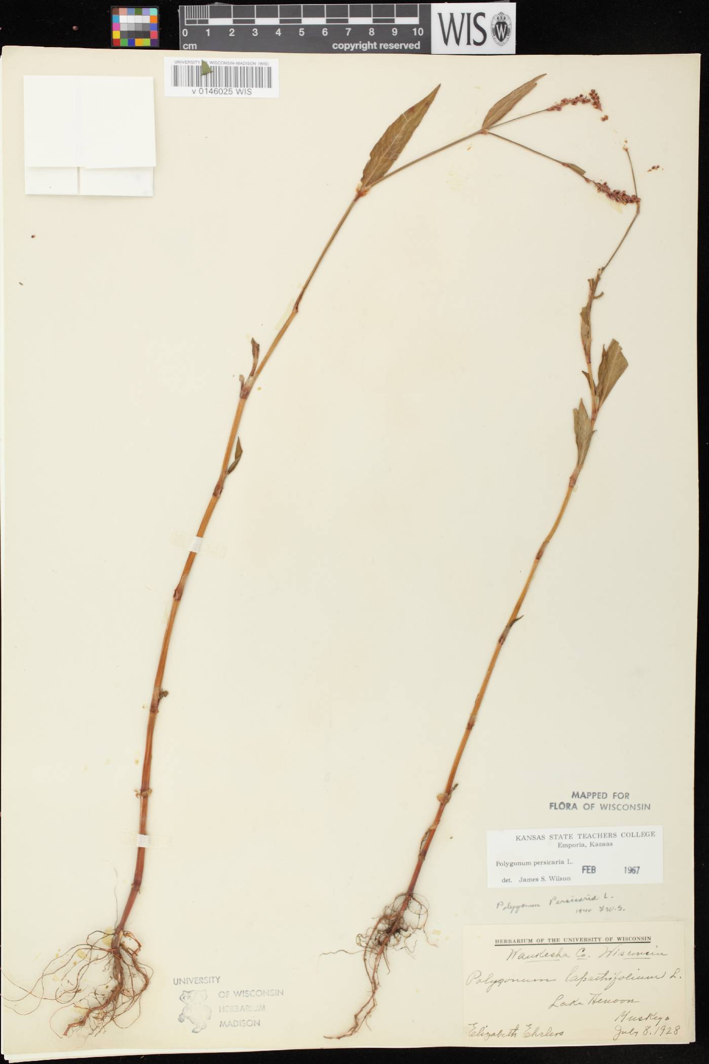 Persicaria maculosa image