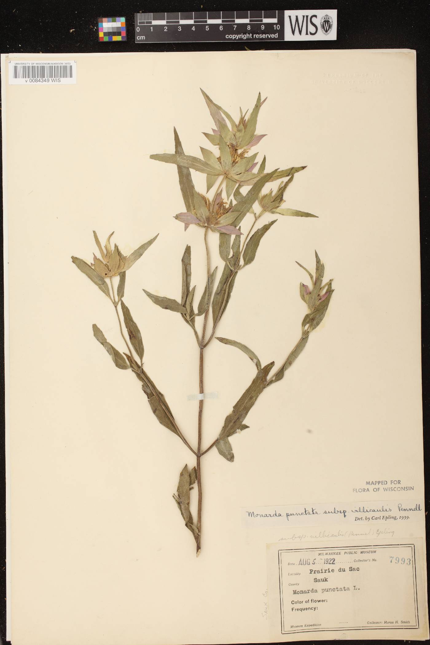 Monarda punctata image