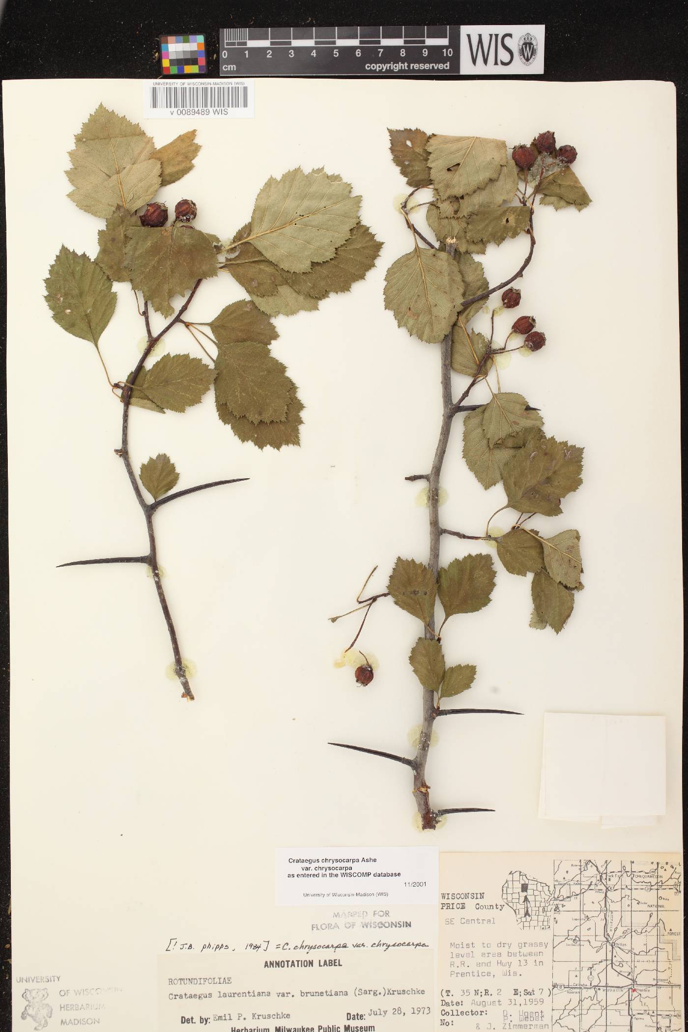 Crataegus chrysocarpa var. chrysocarpa image
