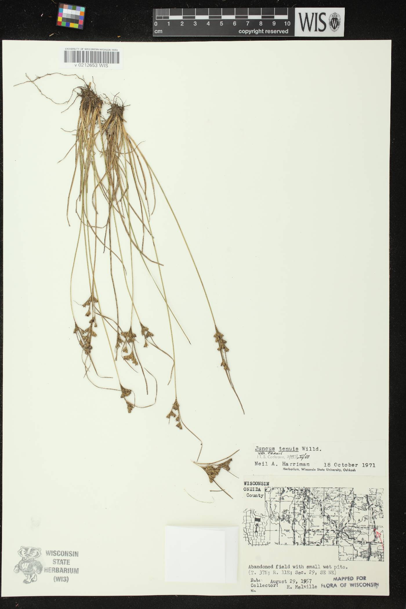 Juncus tenuis image