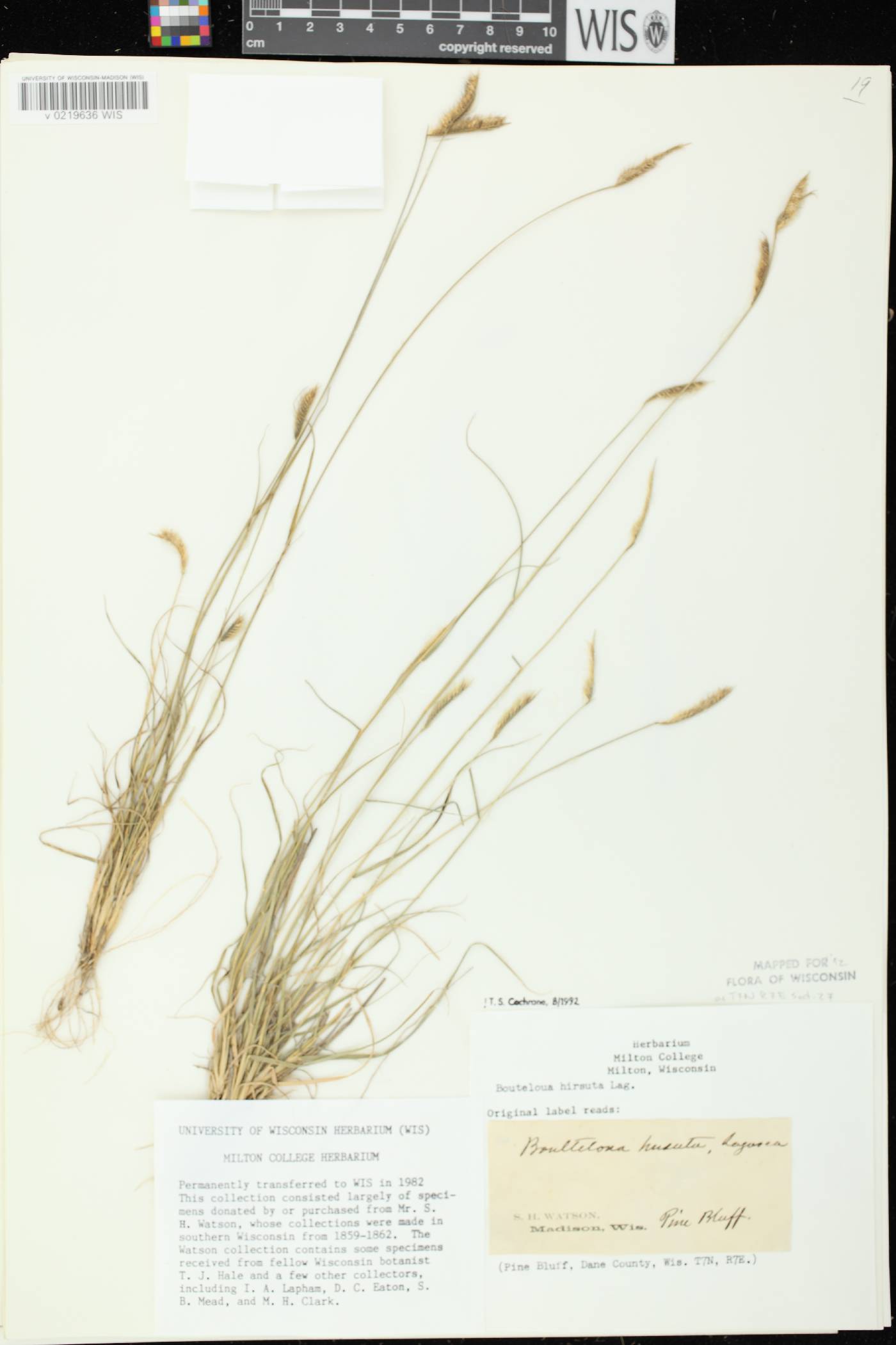 Bouteloua hirsuta subsp. hirsuta image