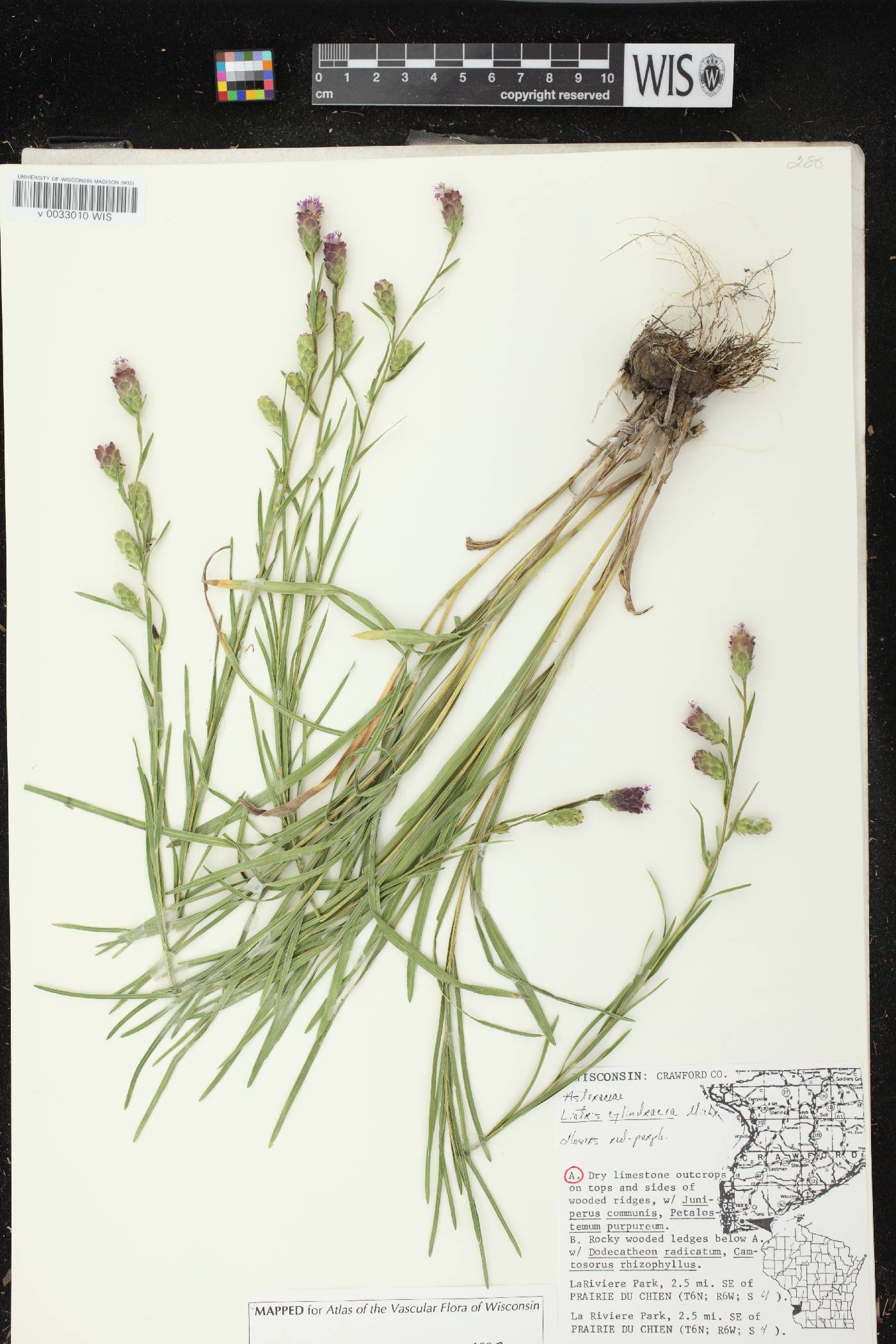 Liatris cylindracea image