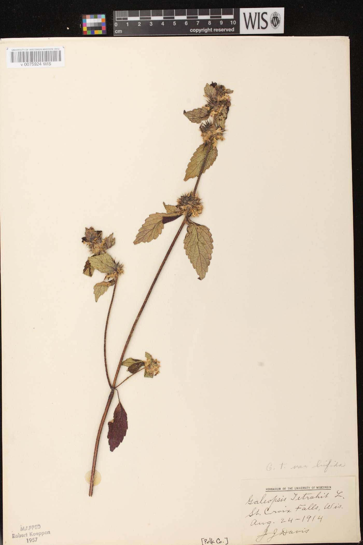 Galeopsis tetrahit image