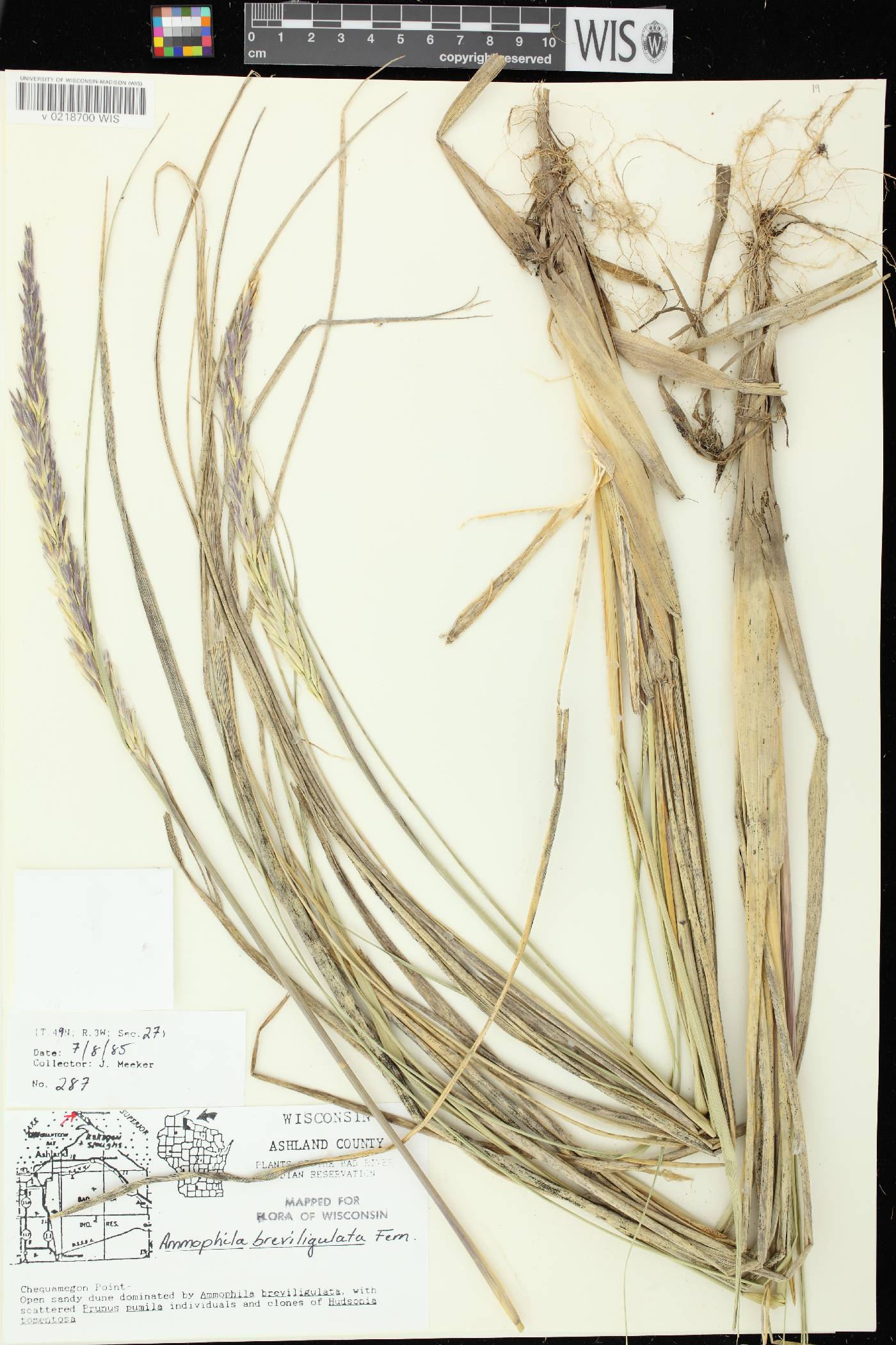 Ammophila breviligulata image