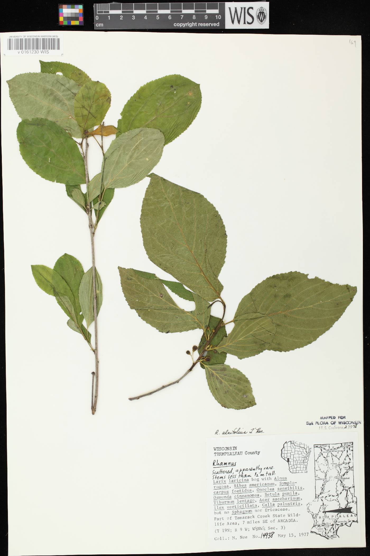 Rhamnus alnifolia image