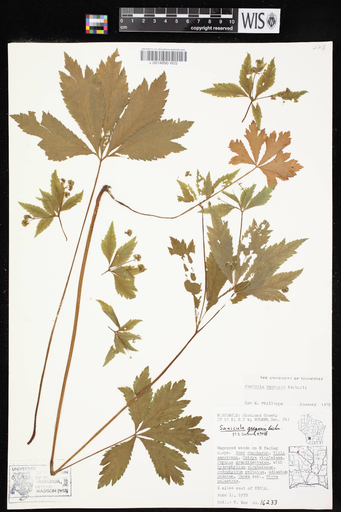 Sanicula odorata image
