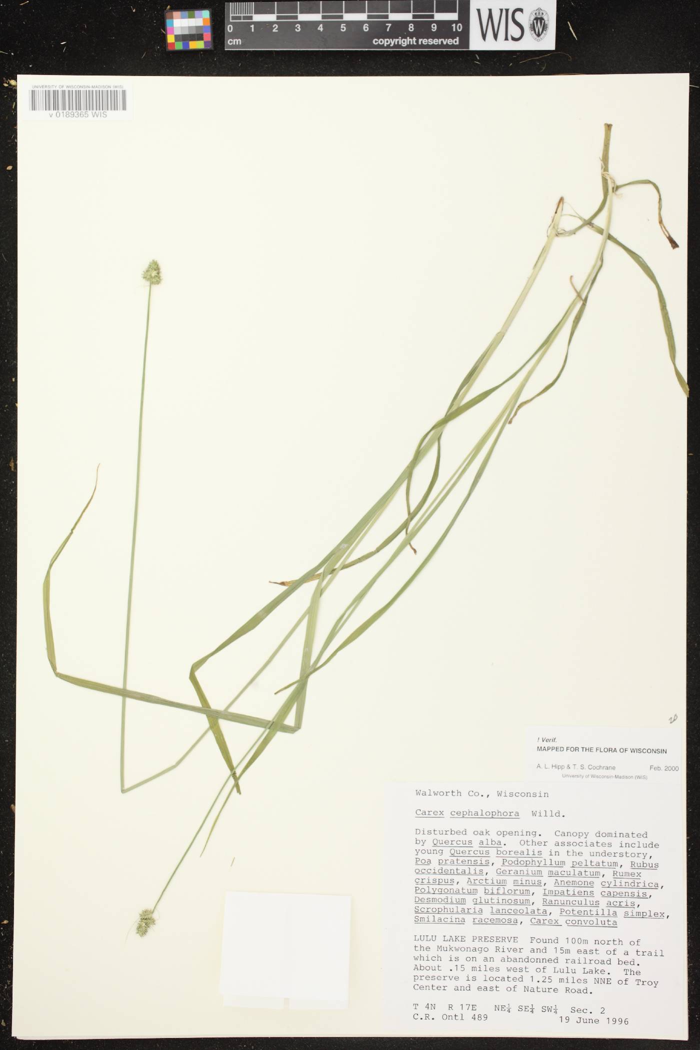 Carex cephalophora image