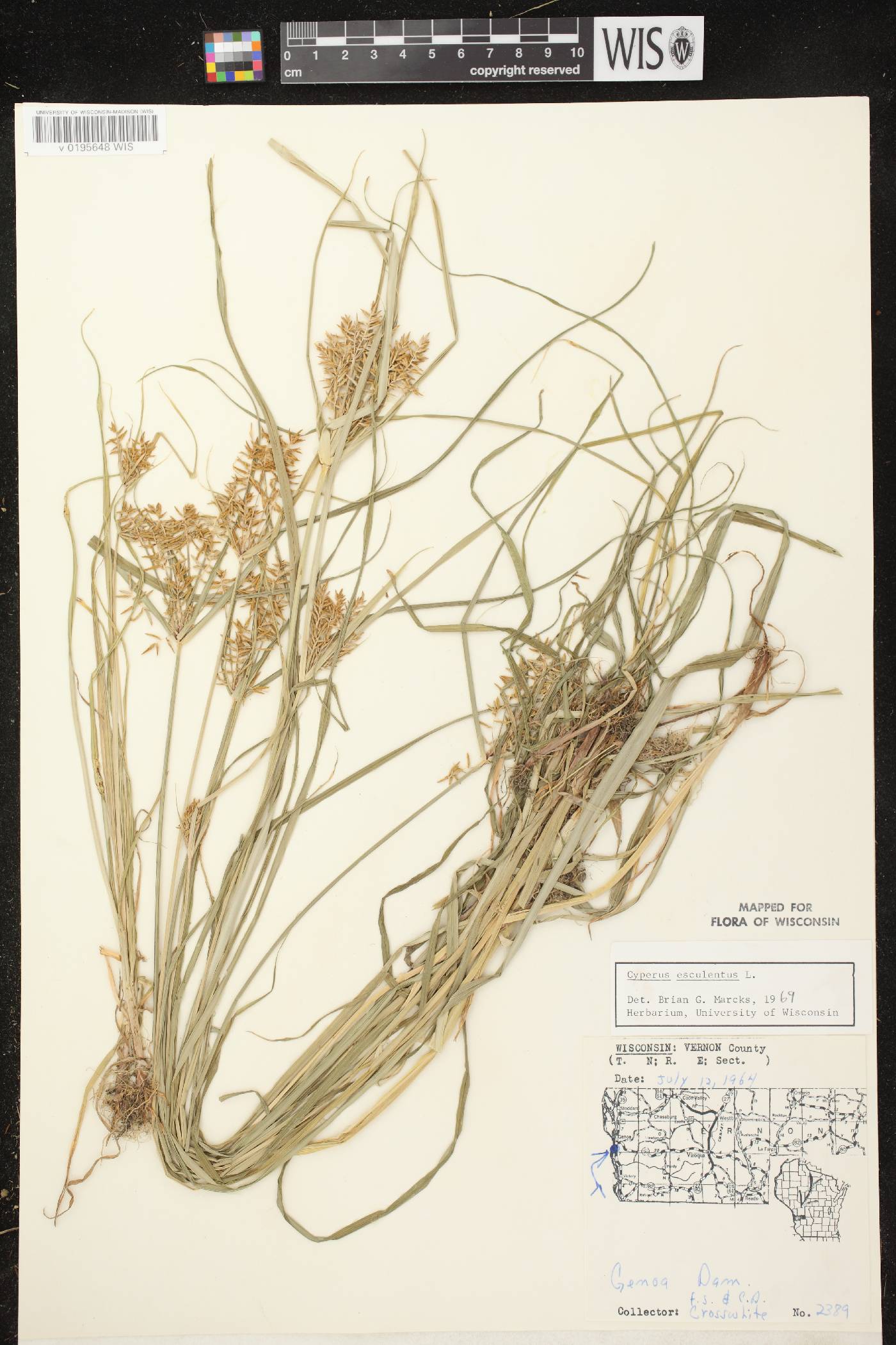Cyperus esculentus var. leptostachyus image