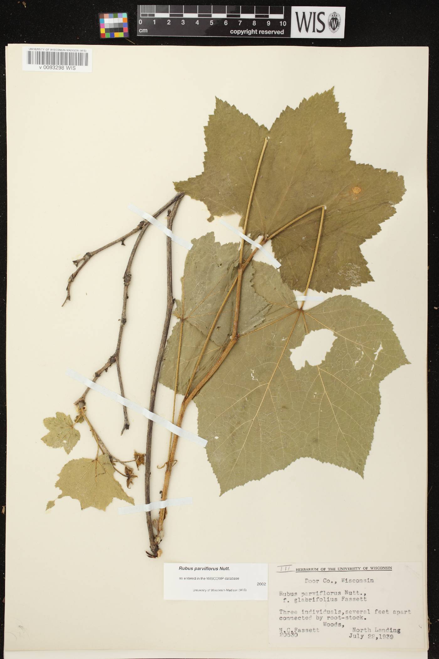 Rubus parviflorus image