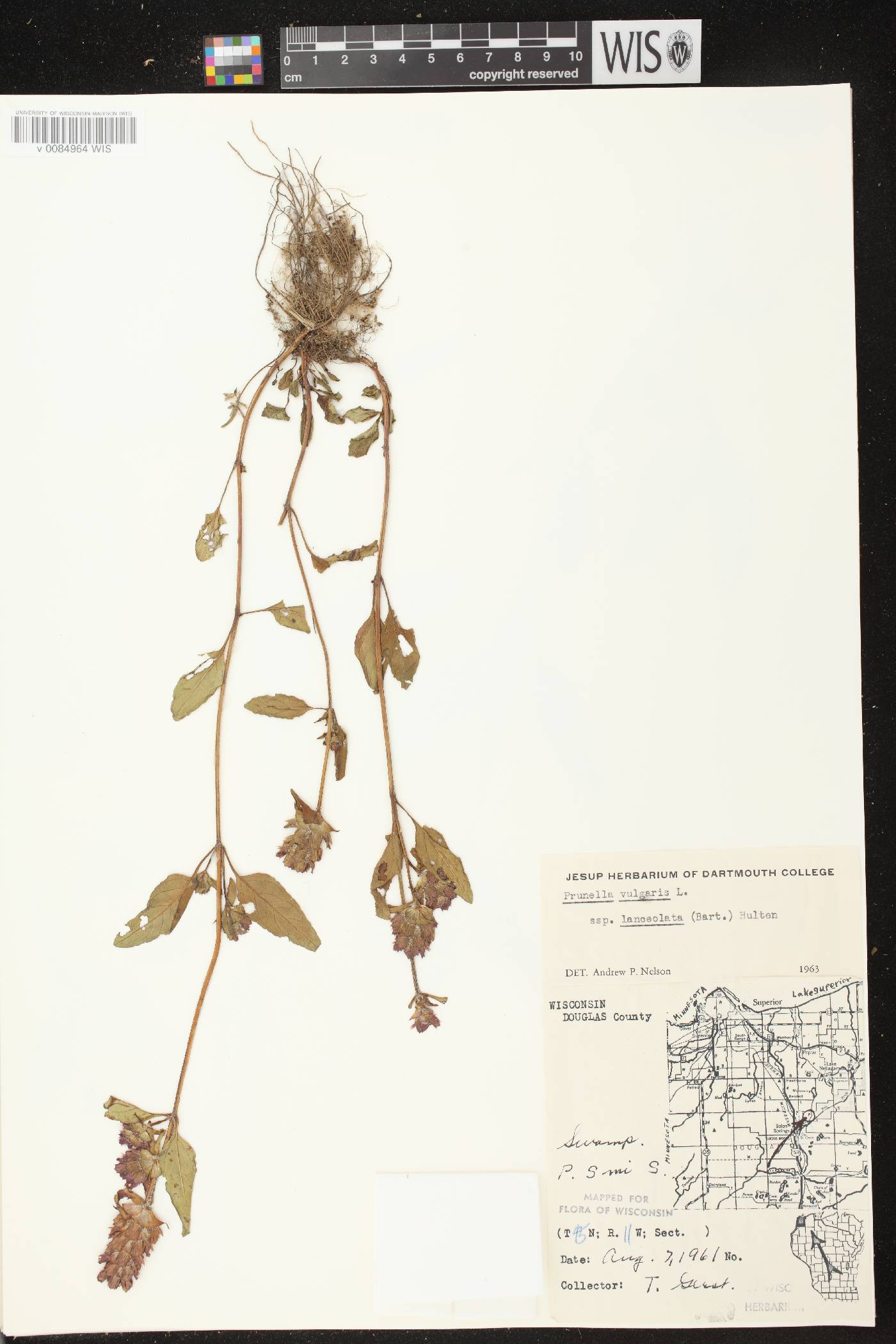 Prunella vulgaris subsp. lanceolata image