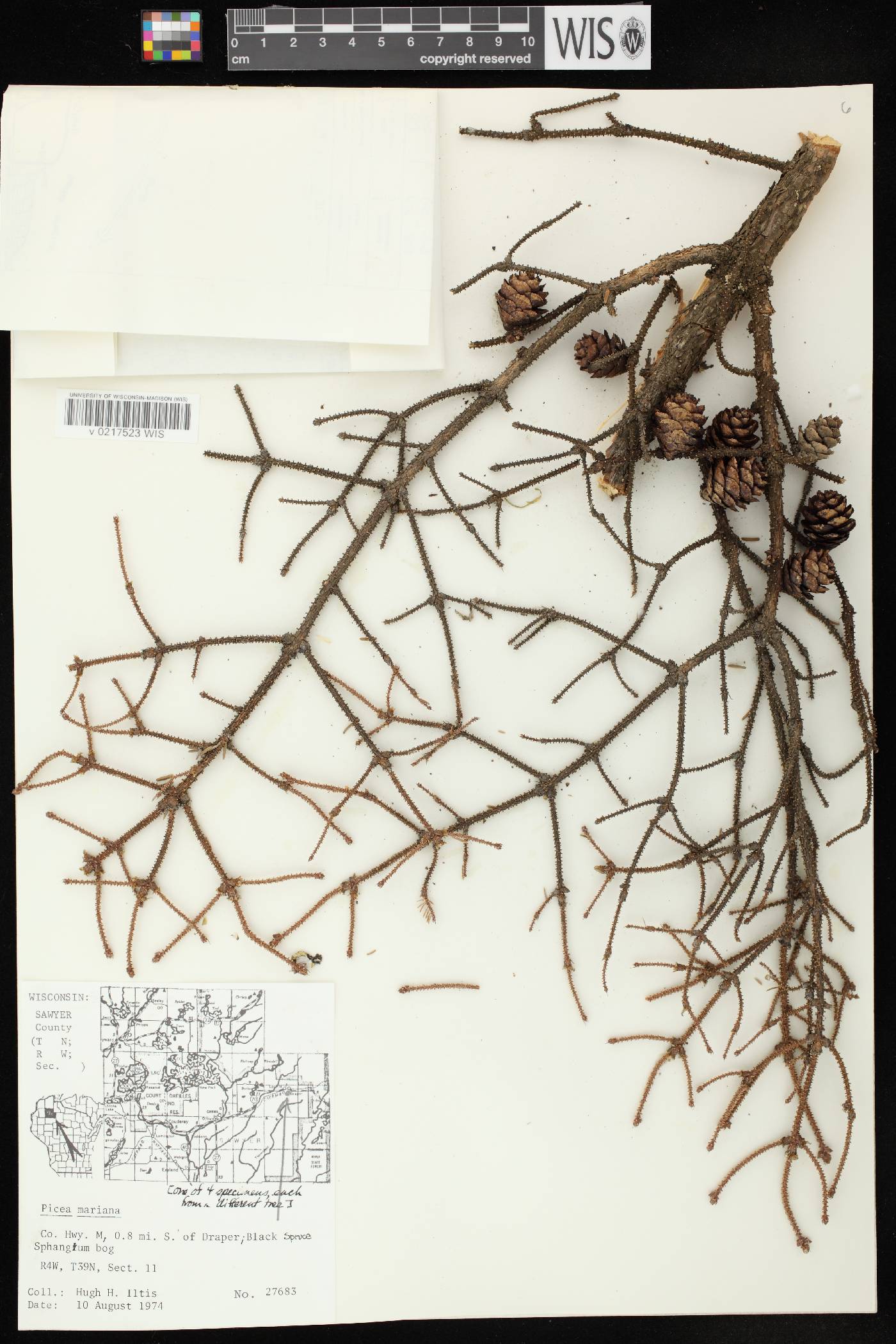 Picea mariana image
